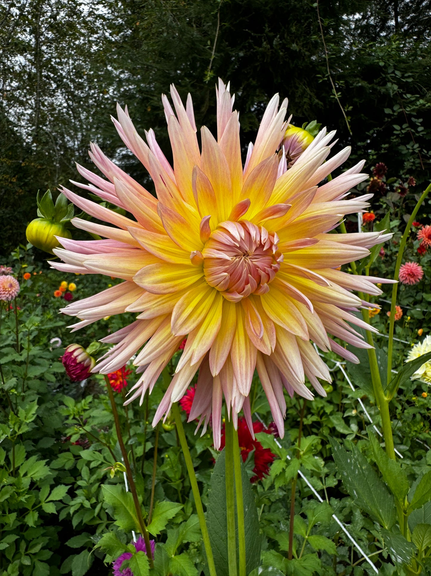 Shaggy Chic Dahlia Tuber