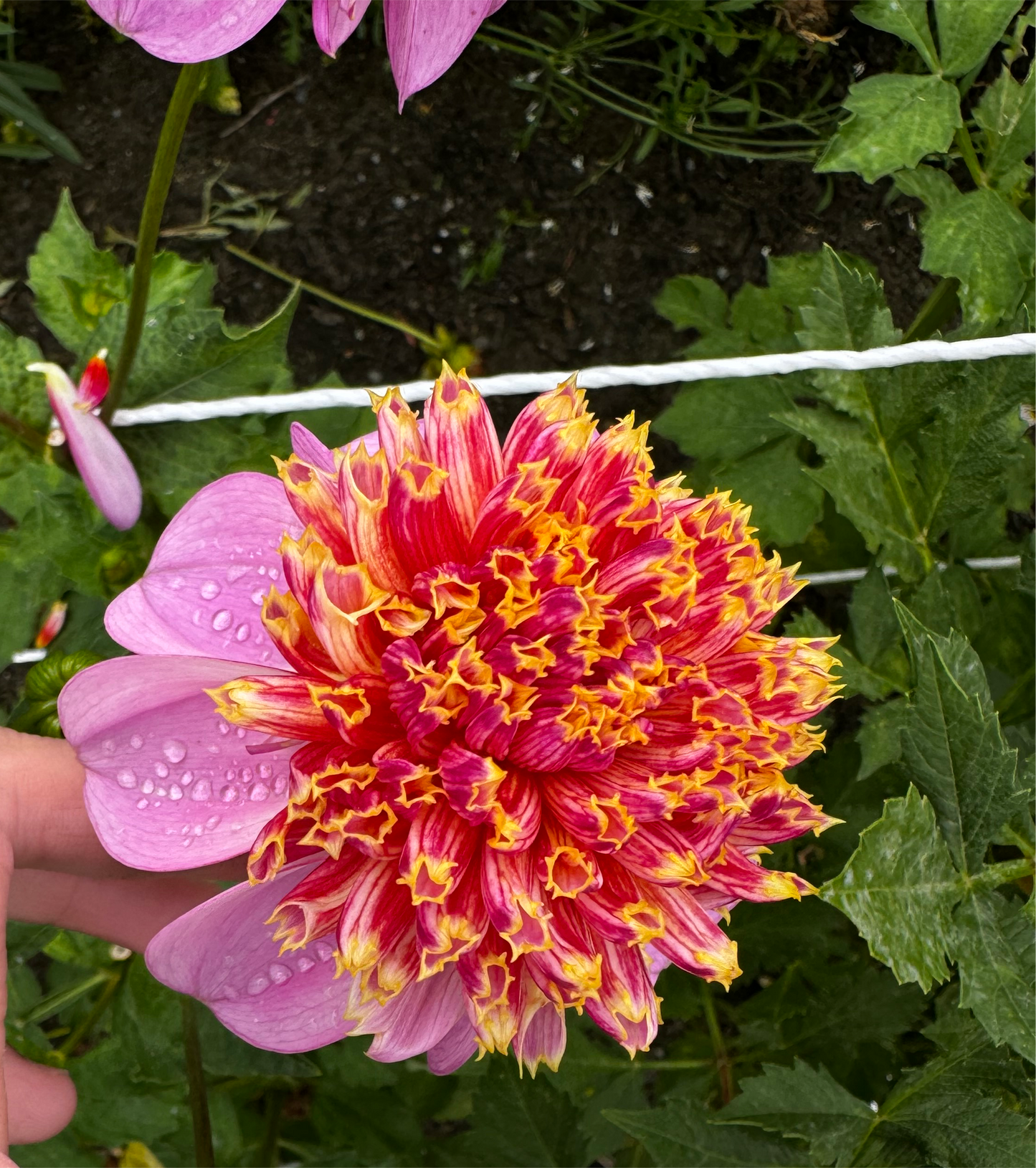 Twilite Dahlia Tuber