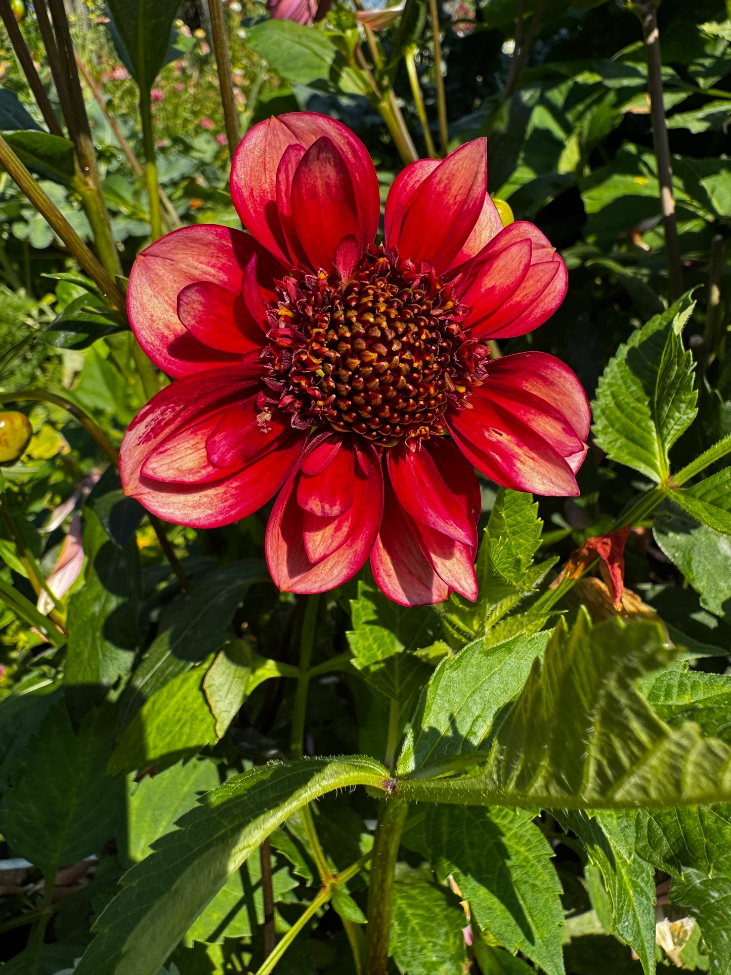 Sarah Raven Dahlia Tuber