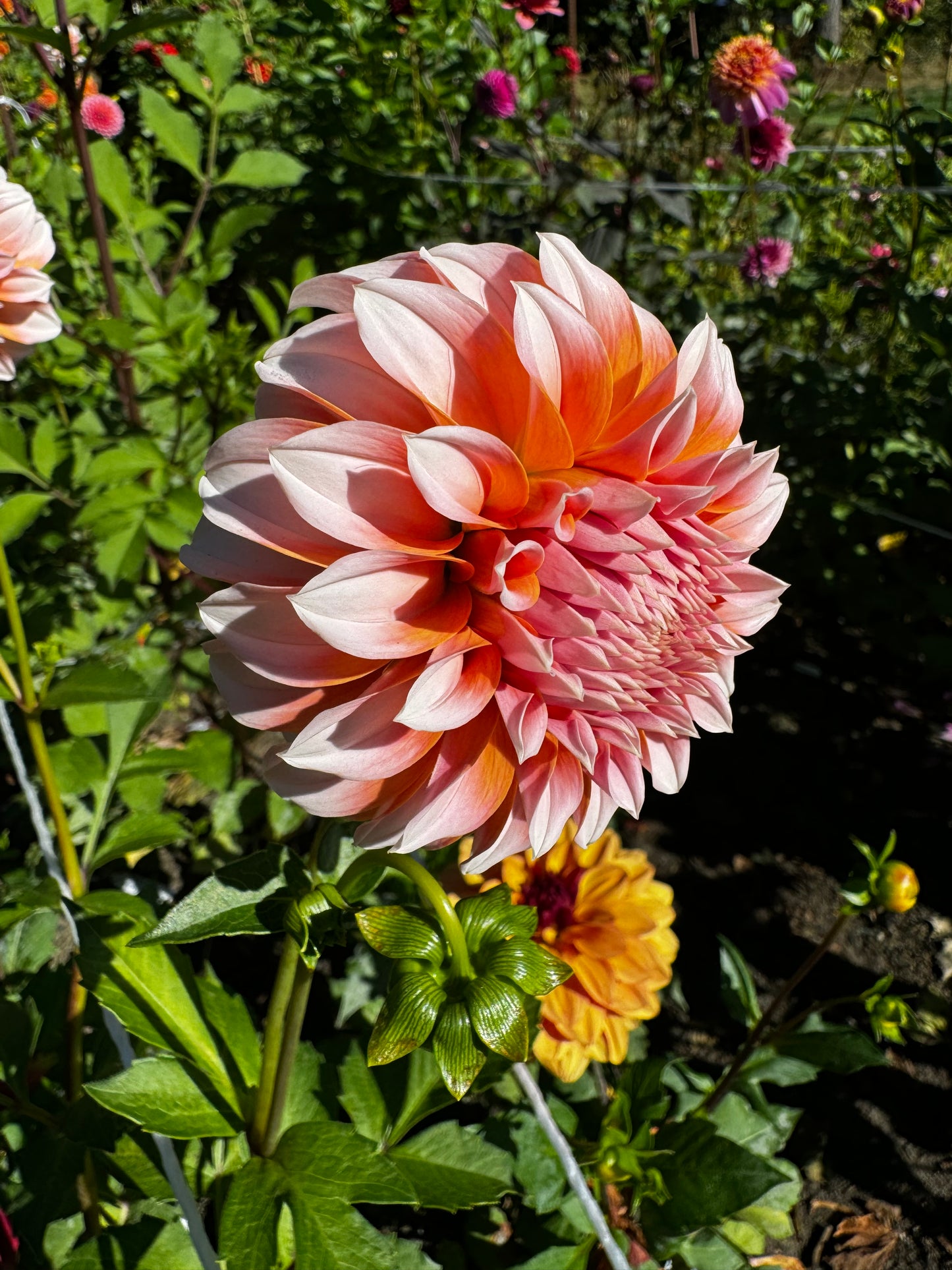 Peaches n’ Cream Dahlia Tuber