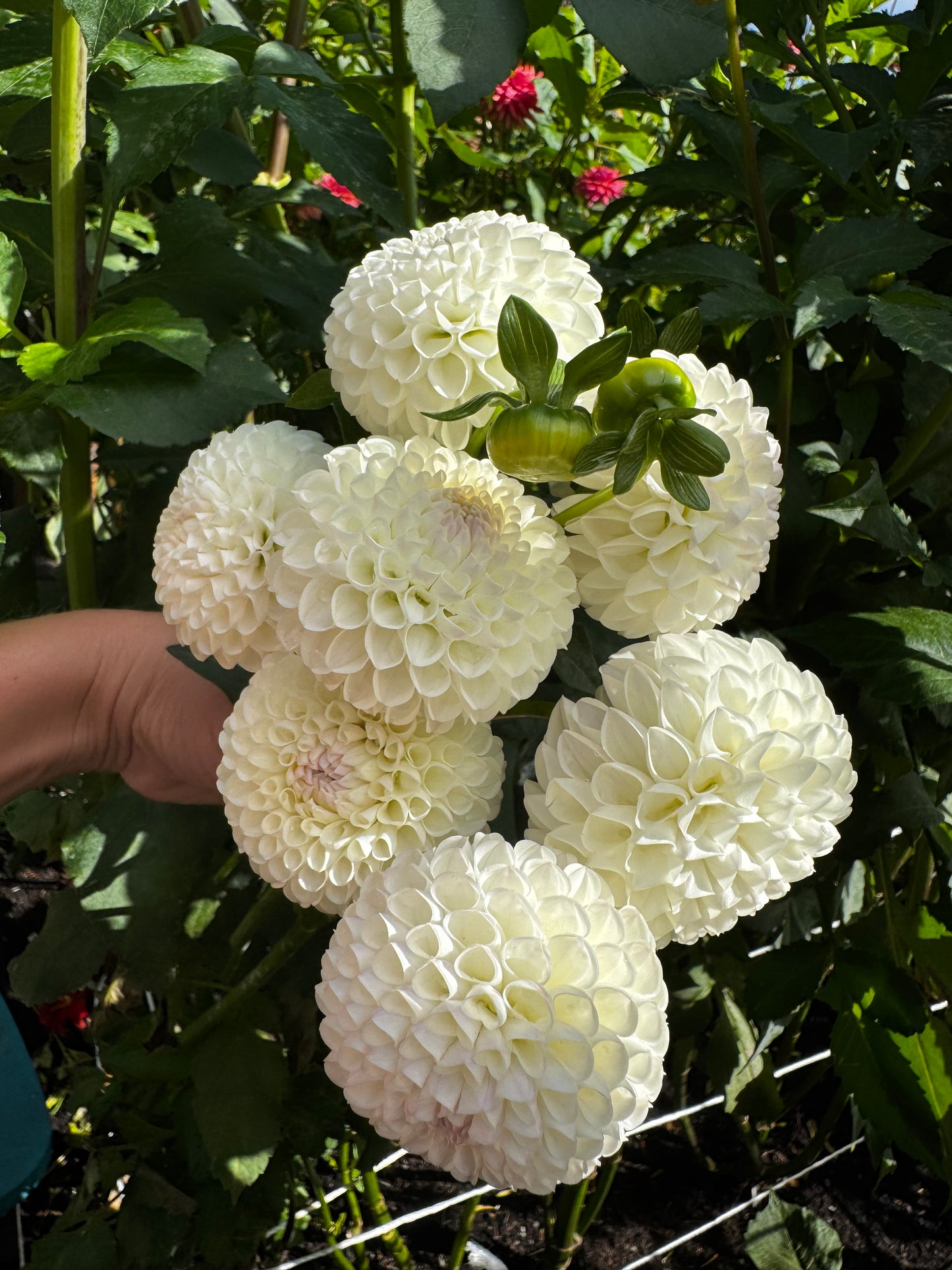 Hollyhill Miss White Dahlia Tuber