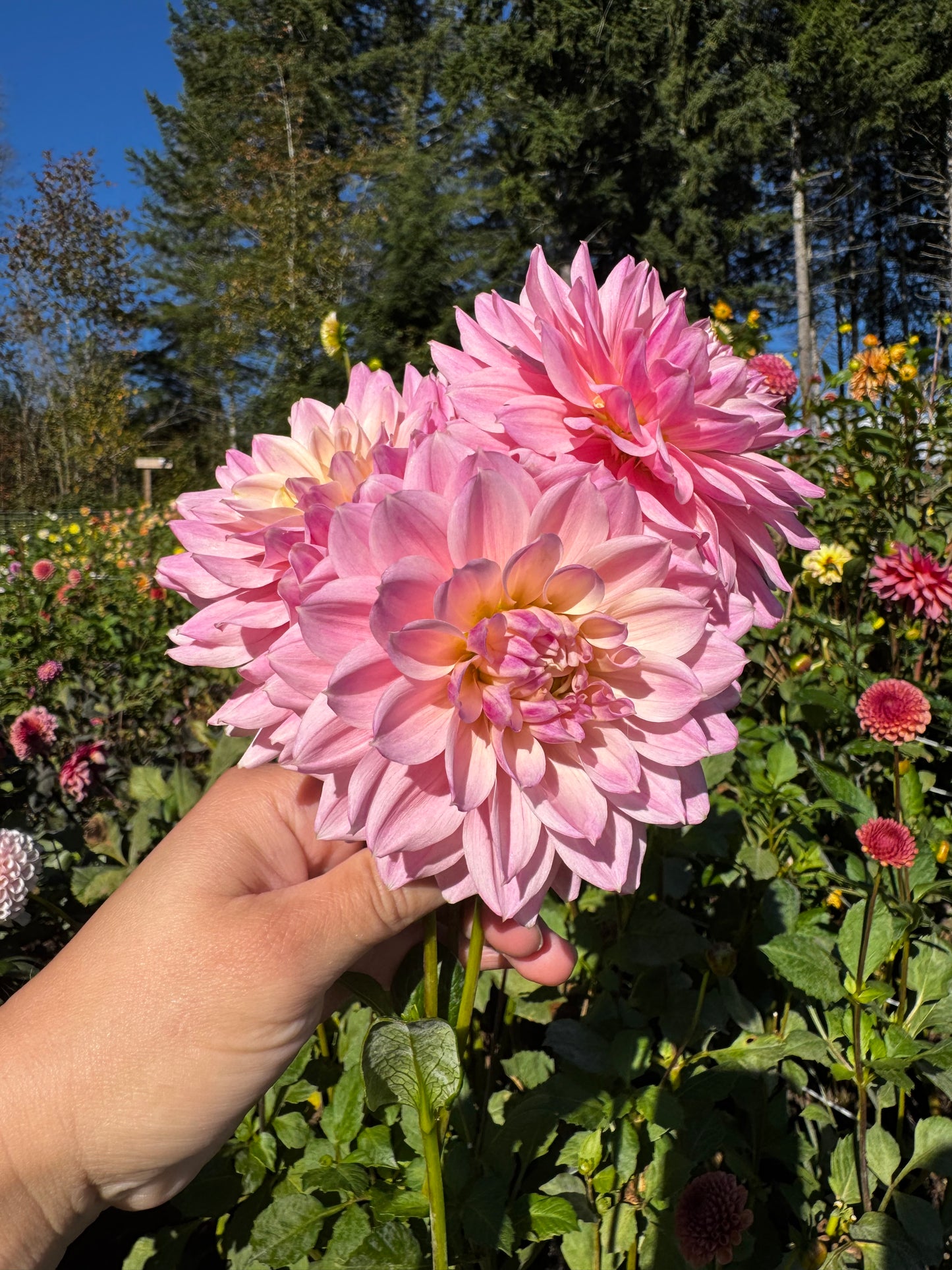 Miss Sarah Dahlia Tuber
