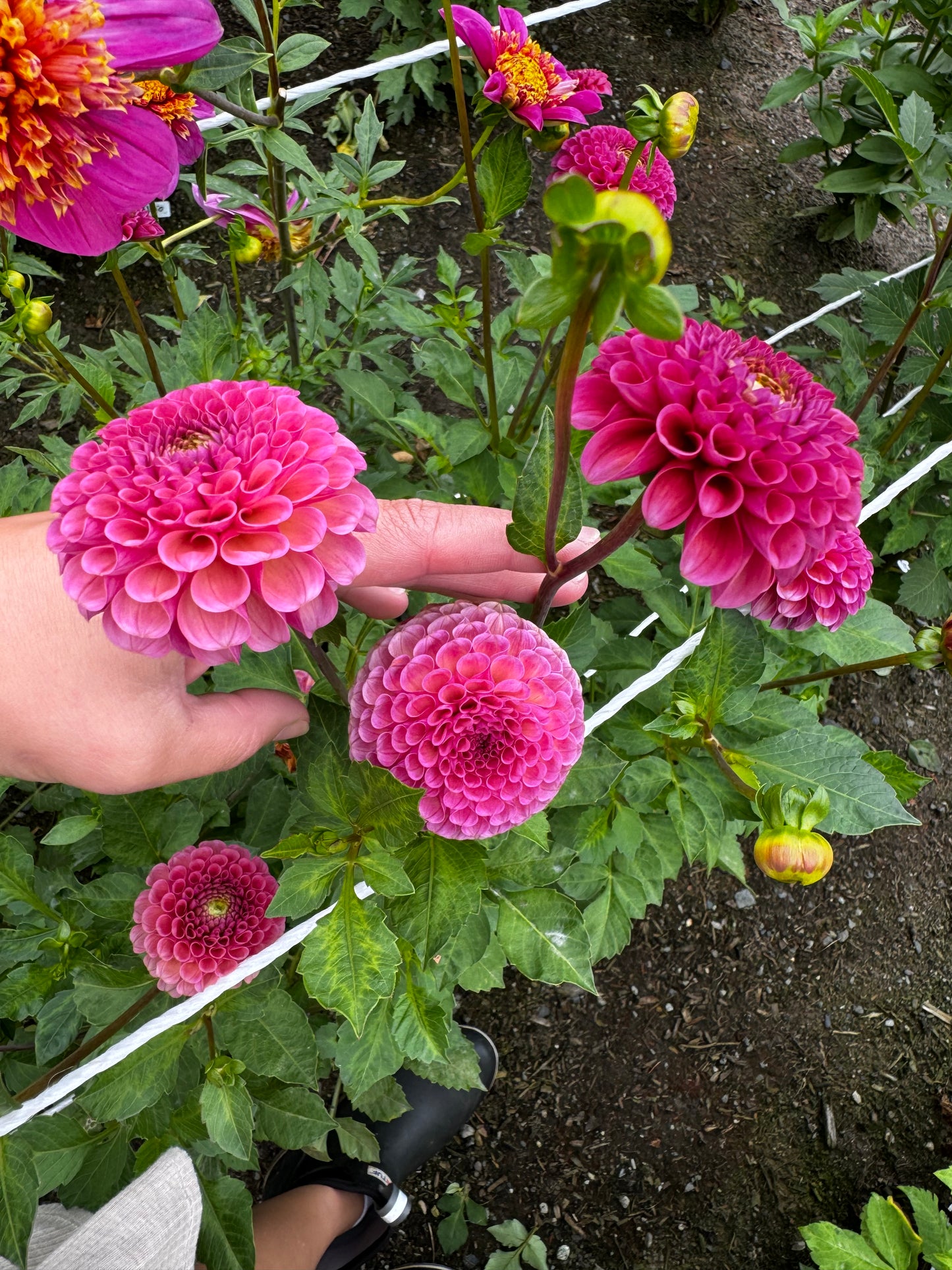 Koko Puff Dahlia Tuber