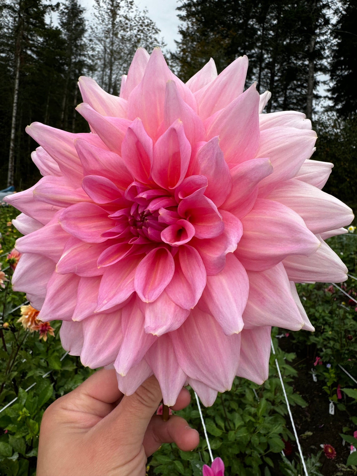 Otto’s Thrill Dahlia Tuber