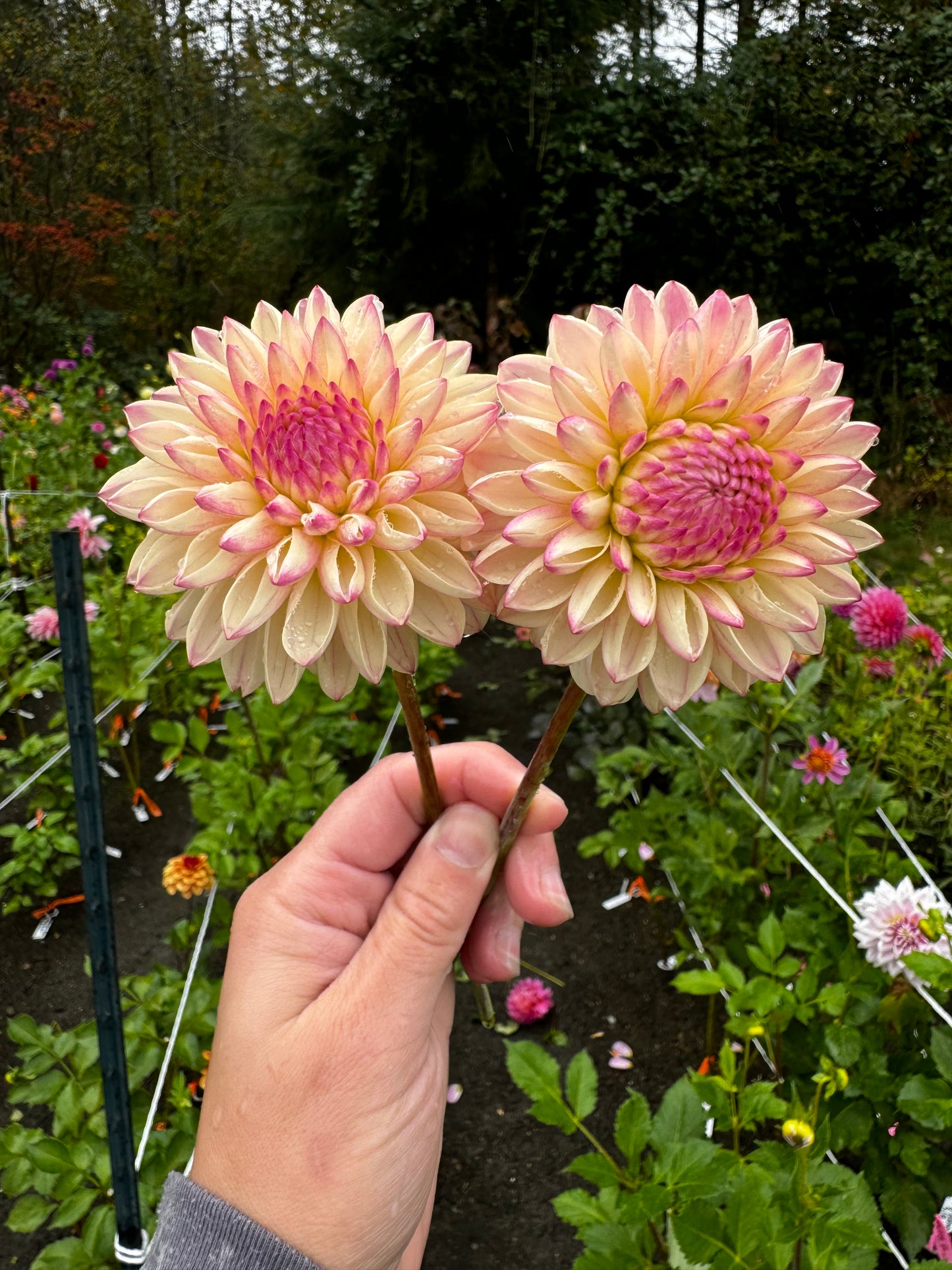 Valley Porcupine Dahlia Tuber
