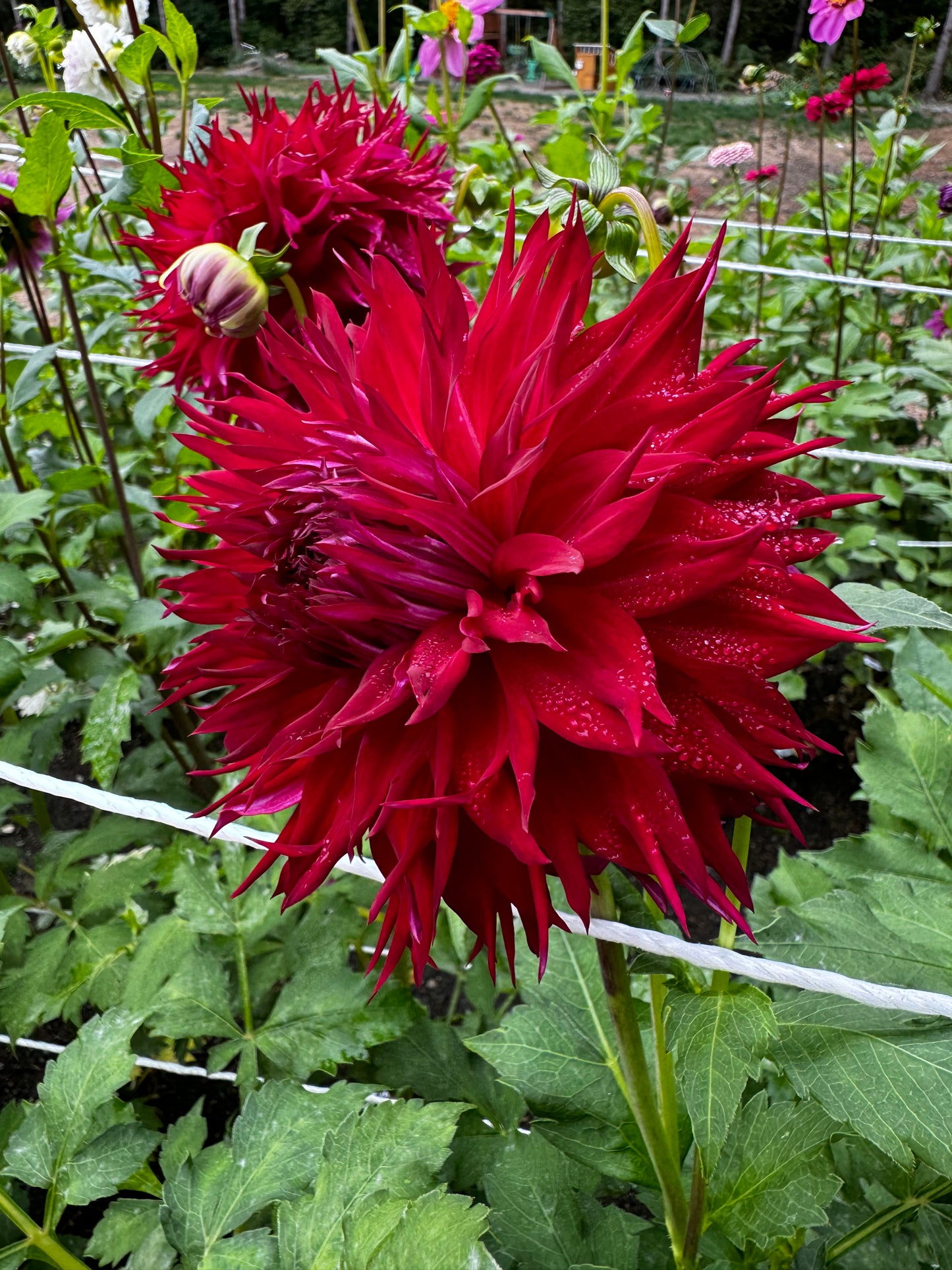 Jax Dahlia Tuber