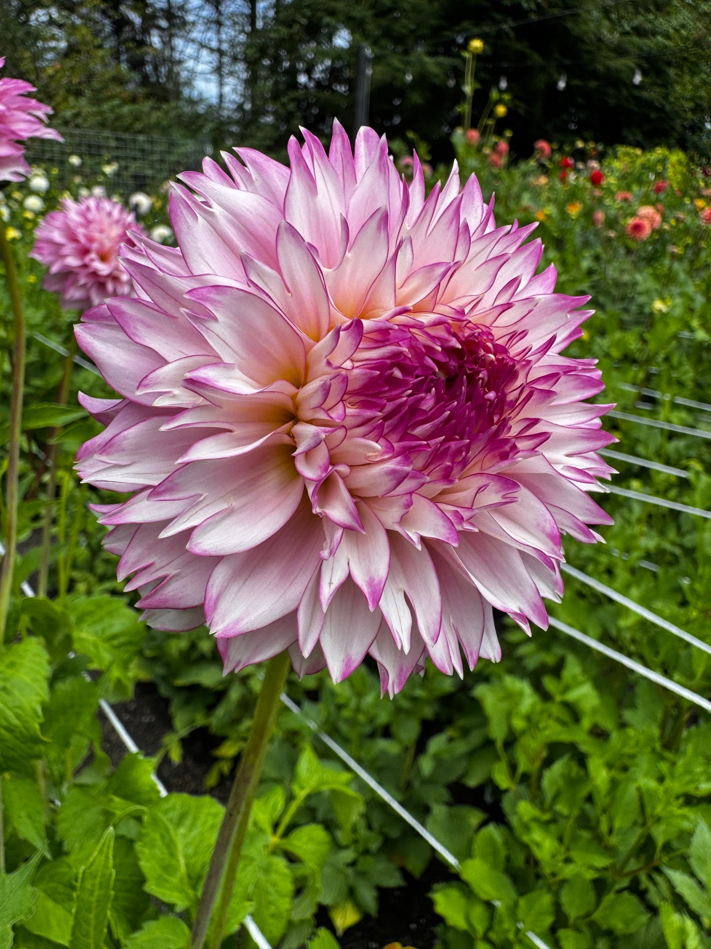 Hollyhill Pinkie Dahlia Tuber