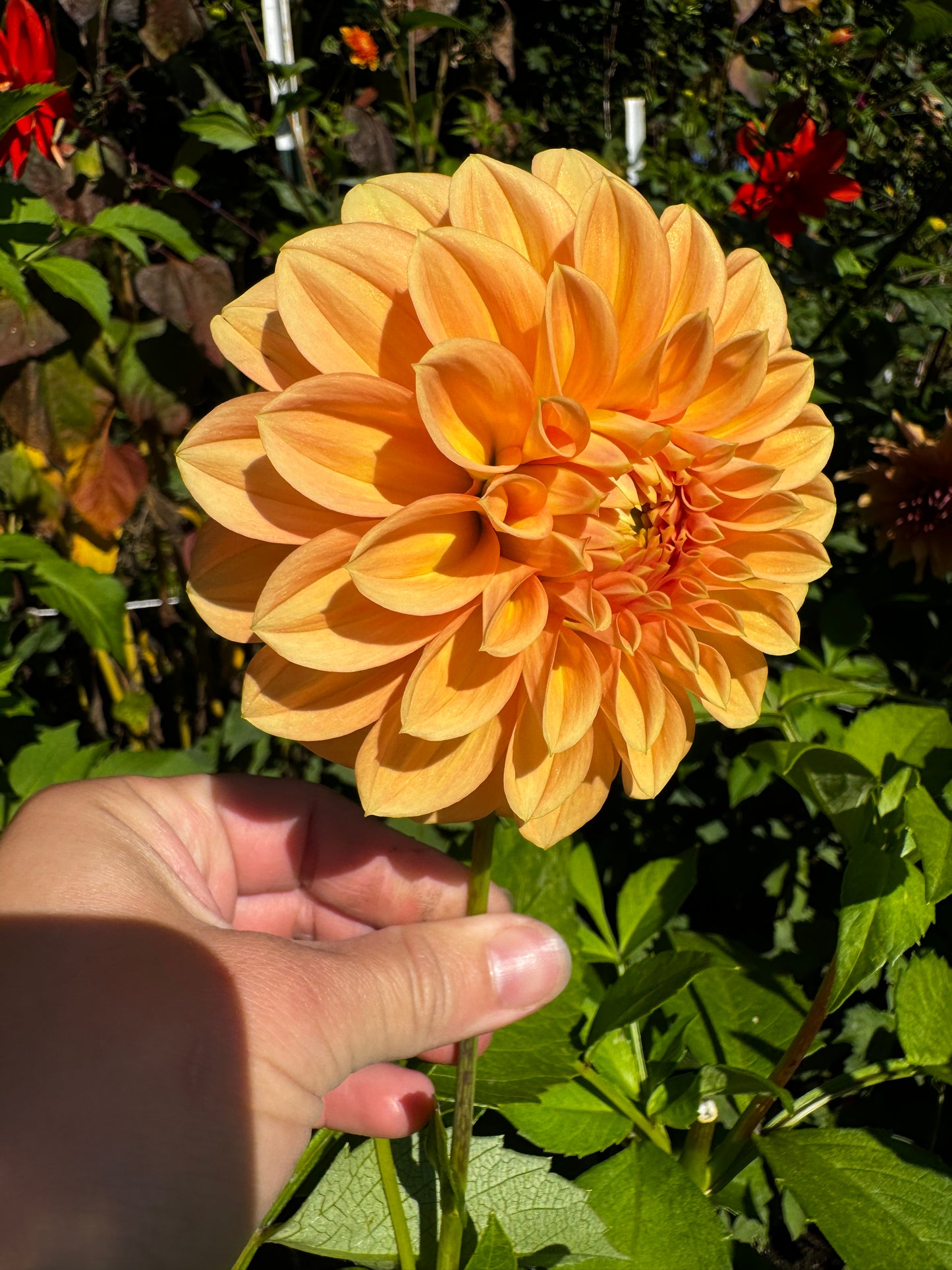 Hamilton Lillian Dahlia Tuber