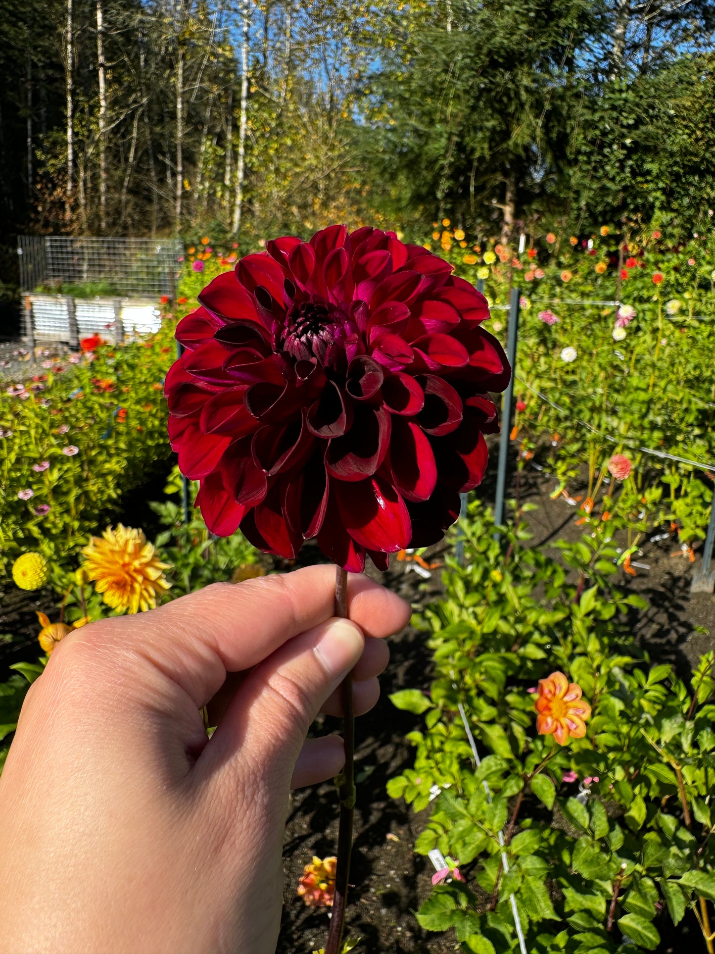 Lights Out Dahlia Tuber