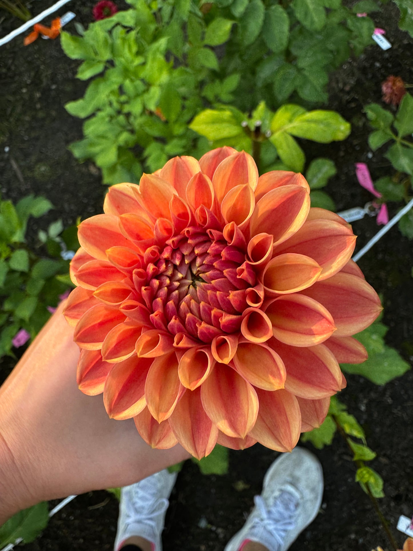 Ice tea Dahlia Tuber