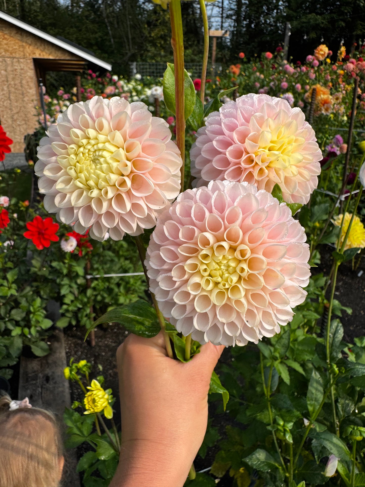Hollyhill Polyanna Dahlia Tuber