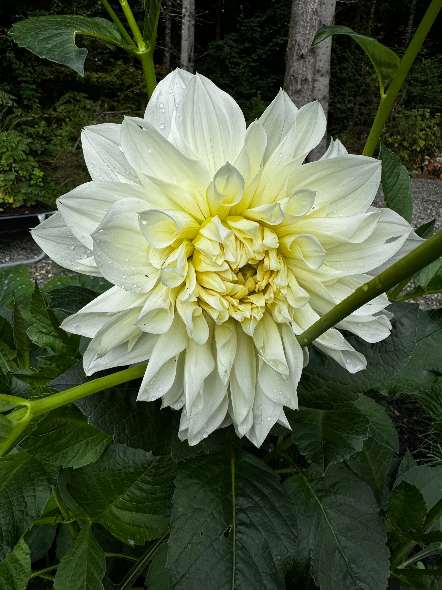 Fleurel Dahlia Tuber
