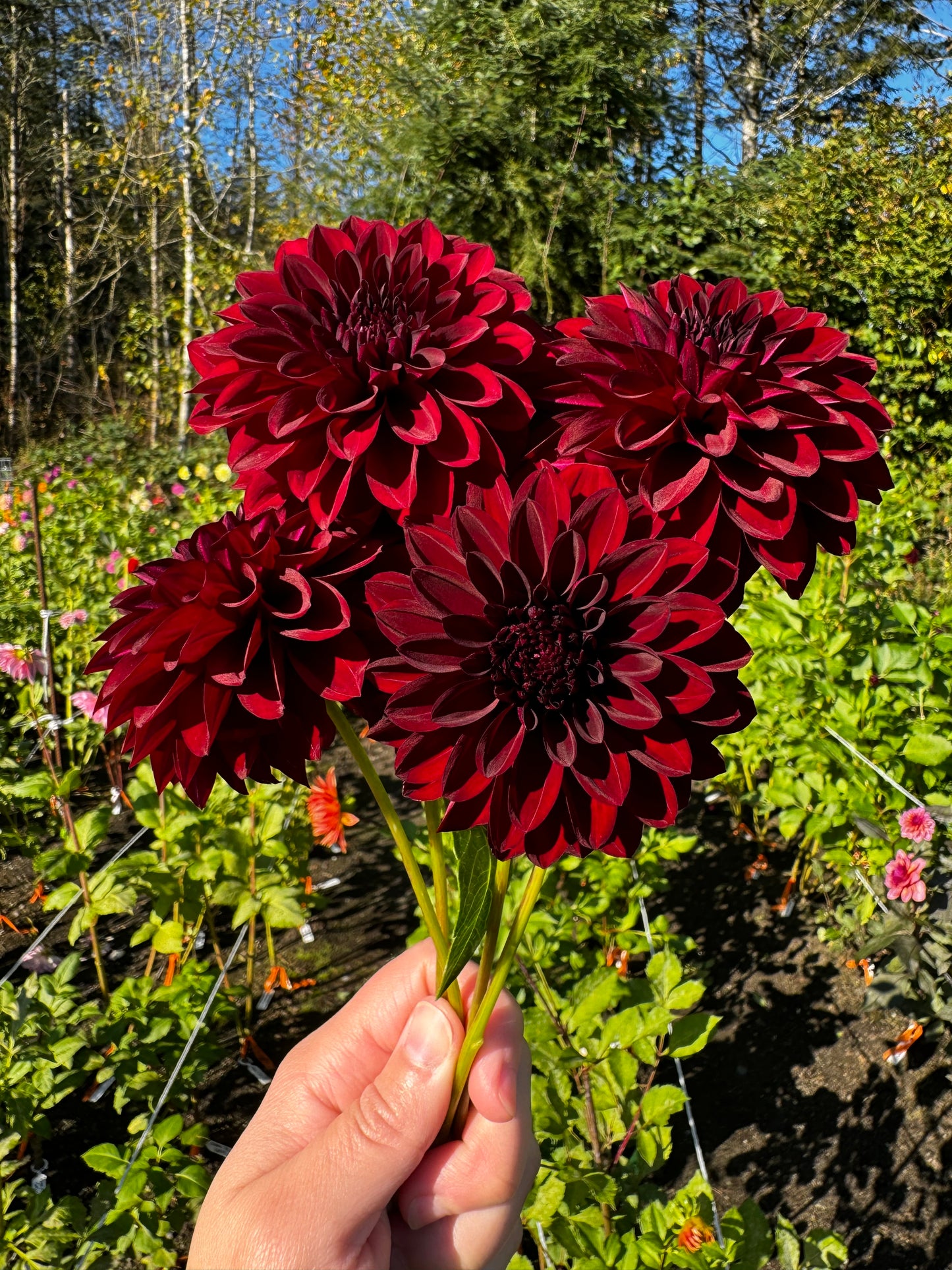 Shadow Cat Dahlia Tuber