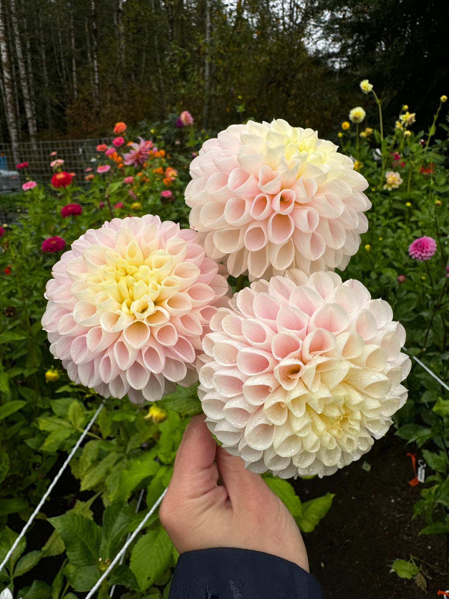 Camano Zoe Dahlia Tuber