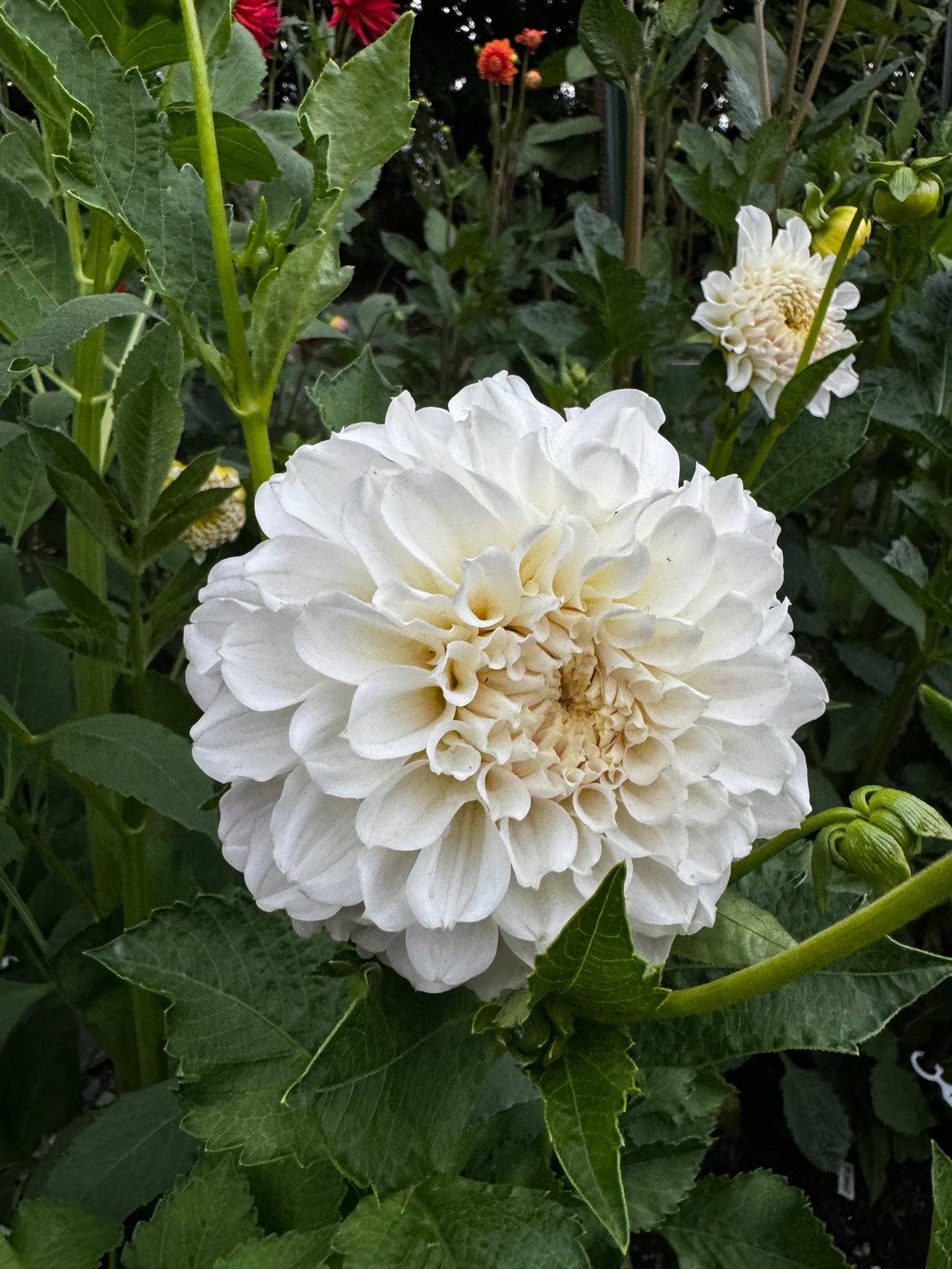 Irish Ruffles Dahlia Tuber