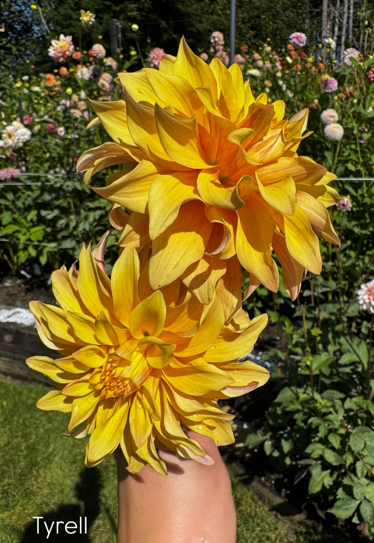 Tyrell Dahlia Tuber