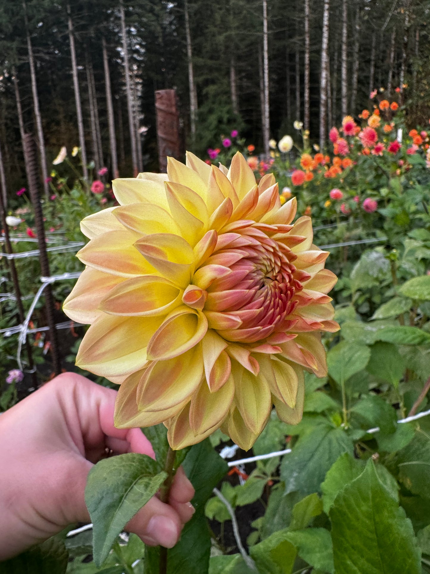 Bloomquist Alan Dahlia Tuber