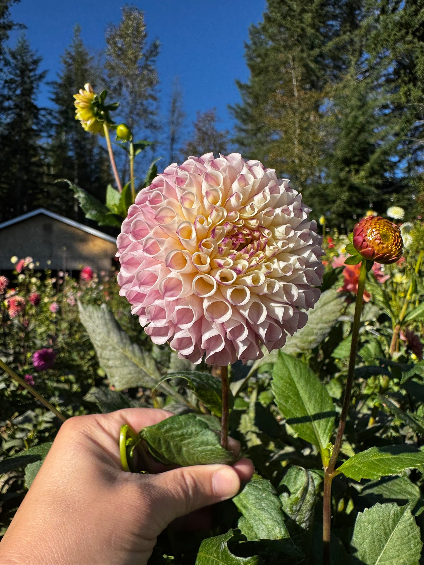 Chimacum Davi Dahlia Tuber