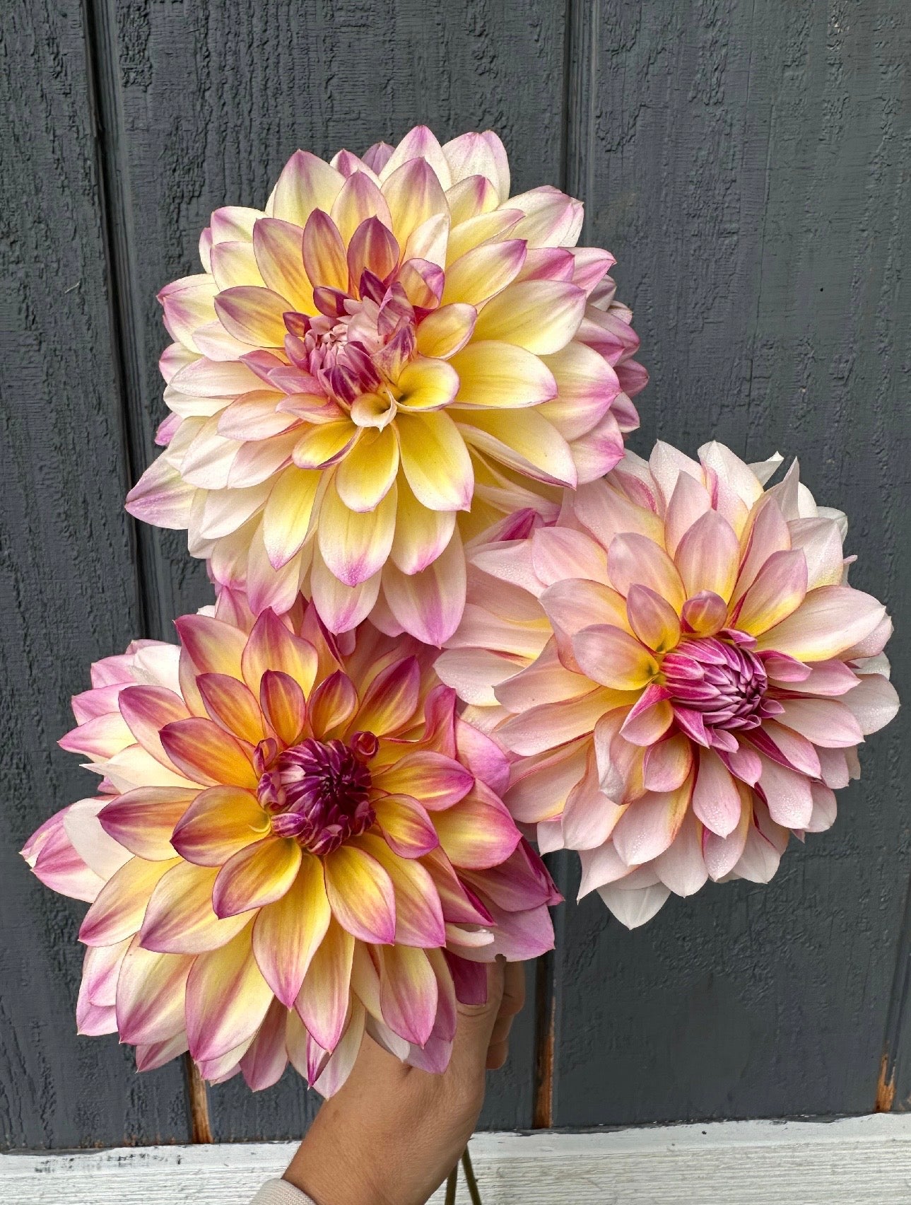 Caribbean Fantasy Dahlia Tuber
