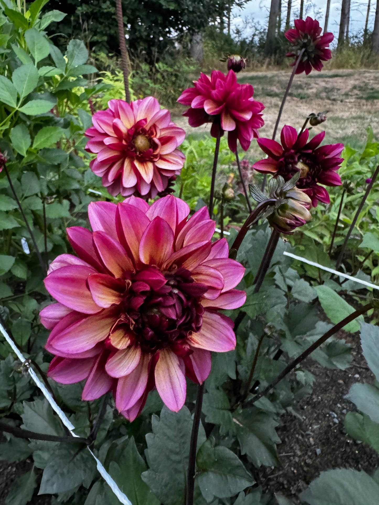 Seniors Hope Dahlia Tuber