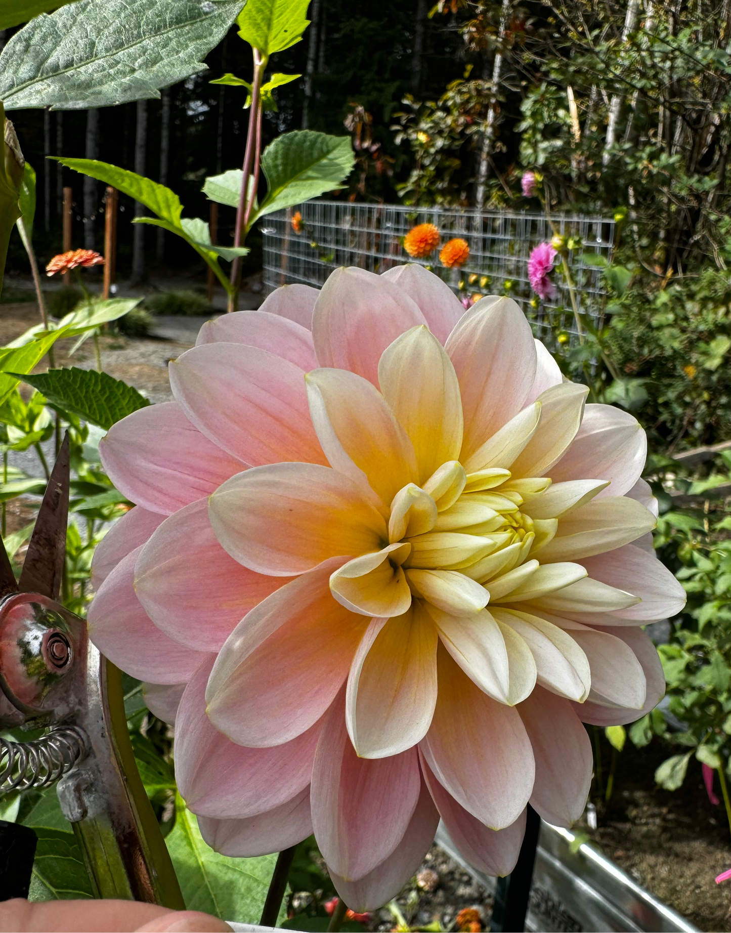 Gabby’s Wish Dahlia Tuber