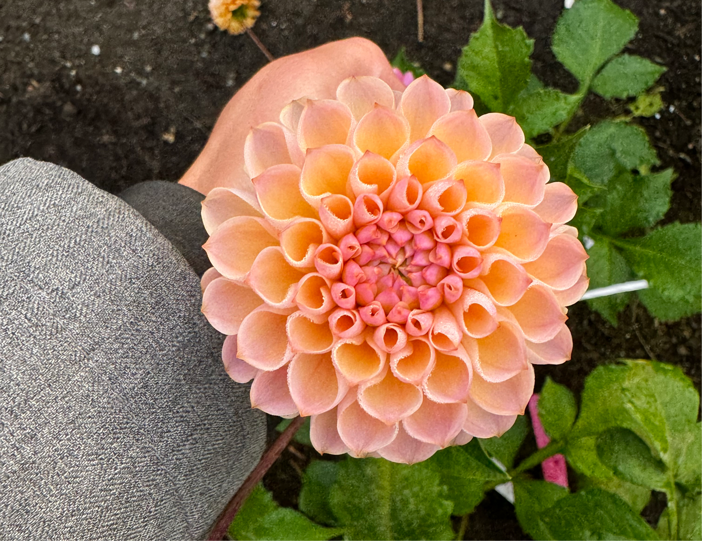 Buffy G Dahlia Tuber Limit 1