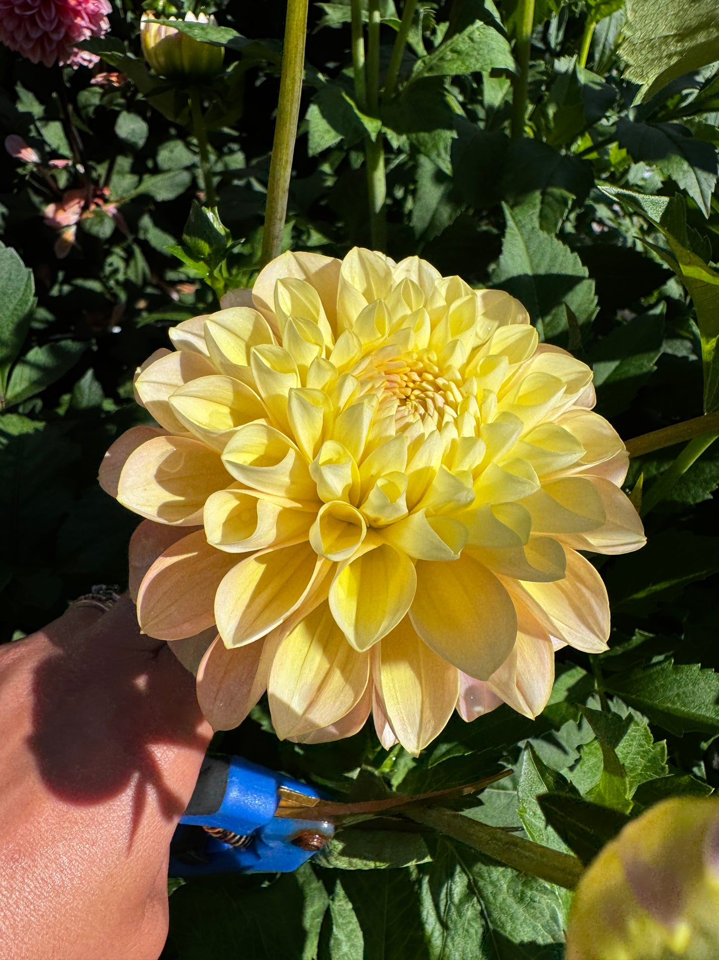 Honeydew Dahlia Tuber