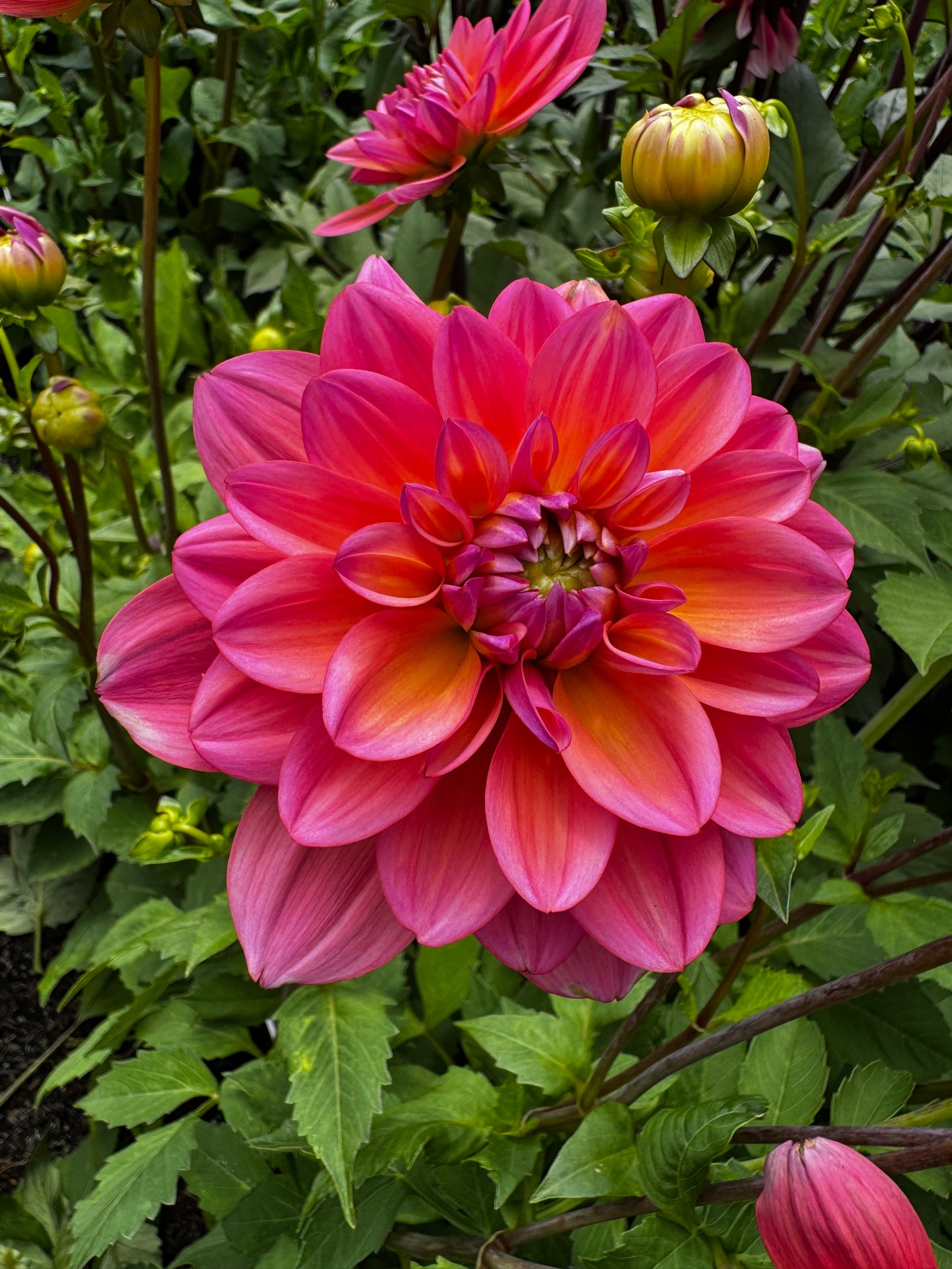 Great Silence Dahlia Tuber