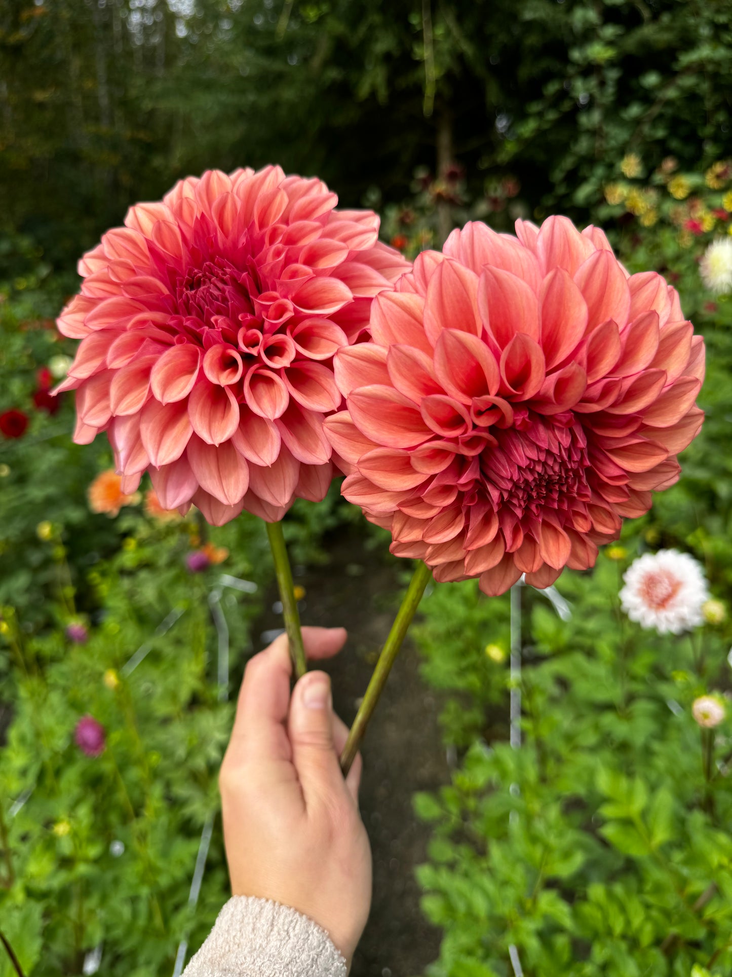 Orange Globe Dahlia Tuber
