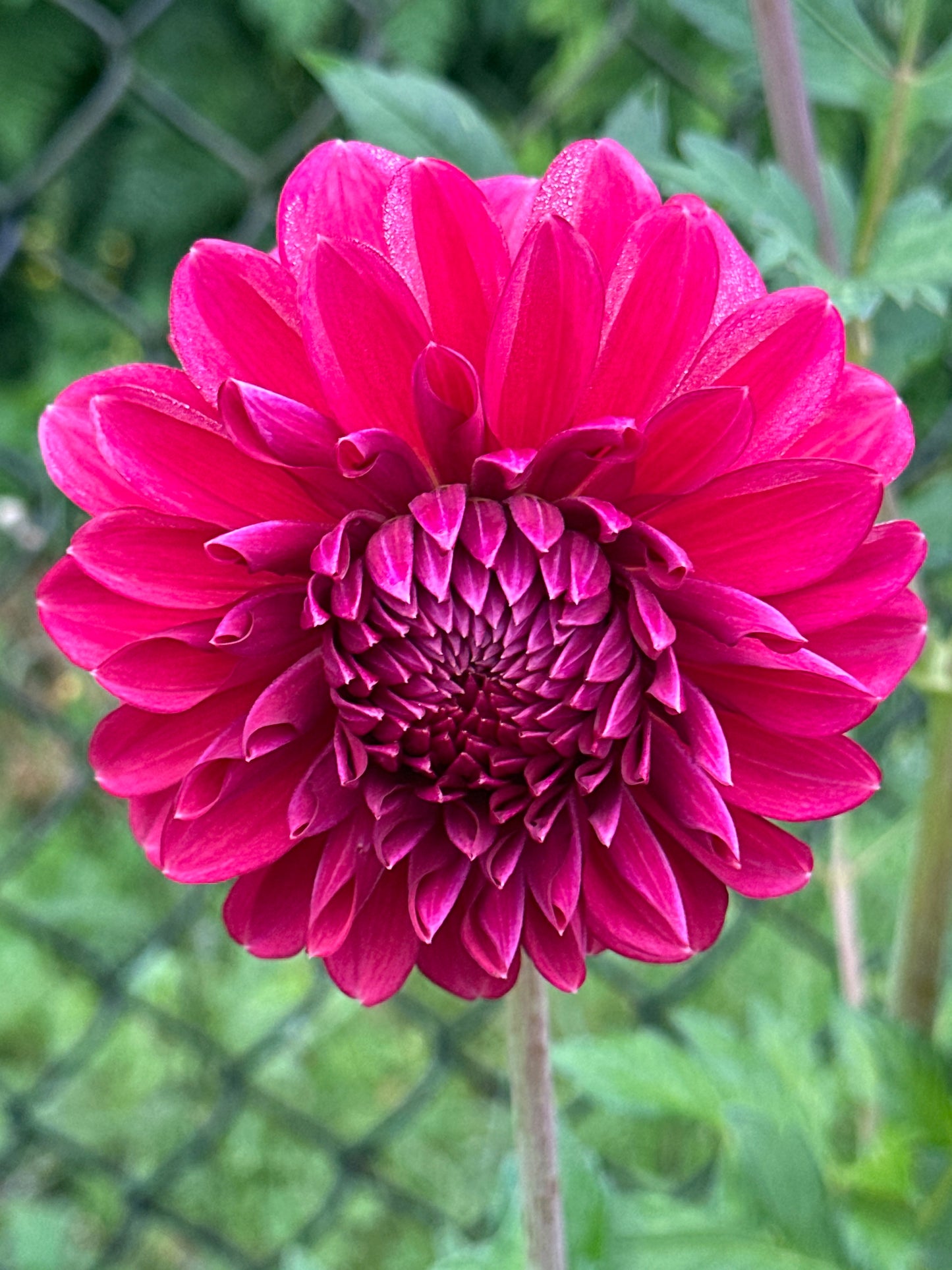 Perch Hill Dahlia Tuber Limit 2