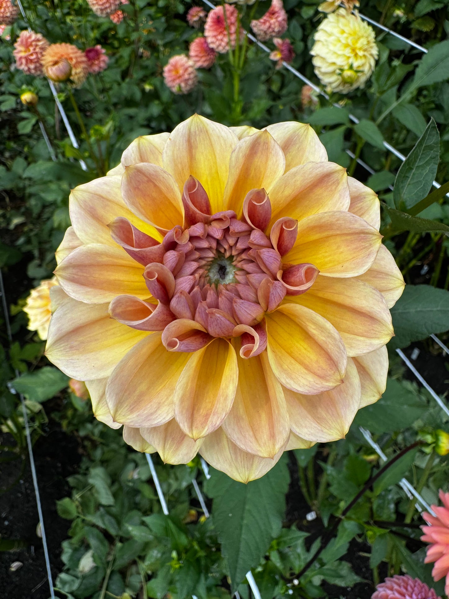 Blah Blah Blah Dahlia Tuber