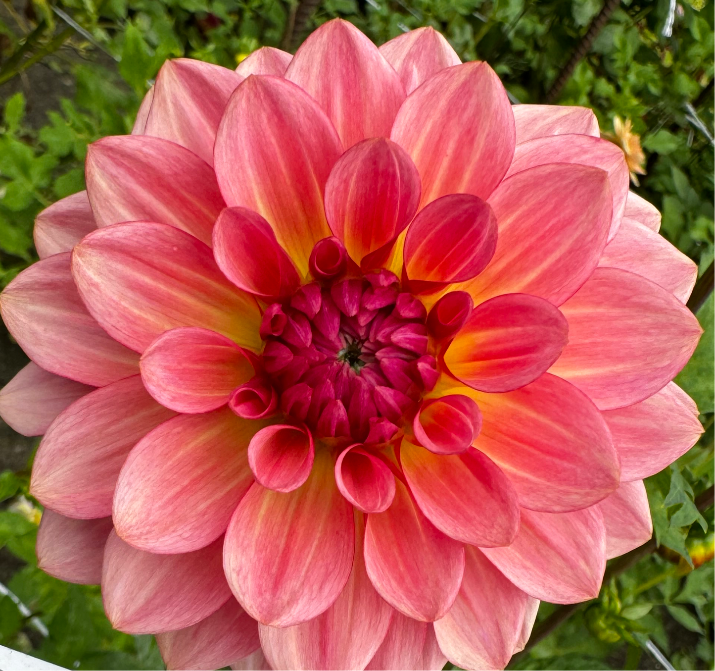 Jabberbox Dahlia Tuber