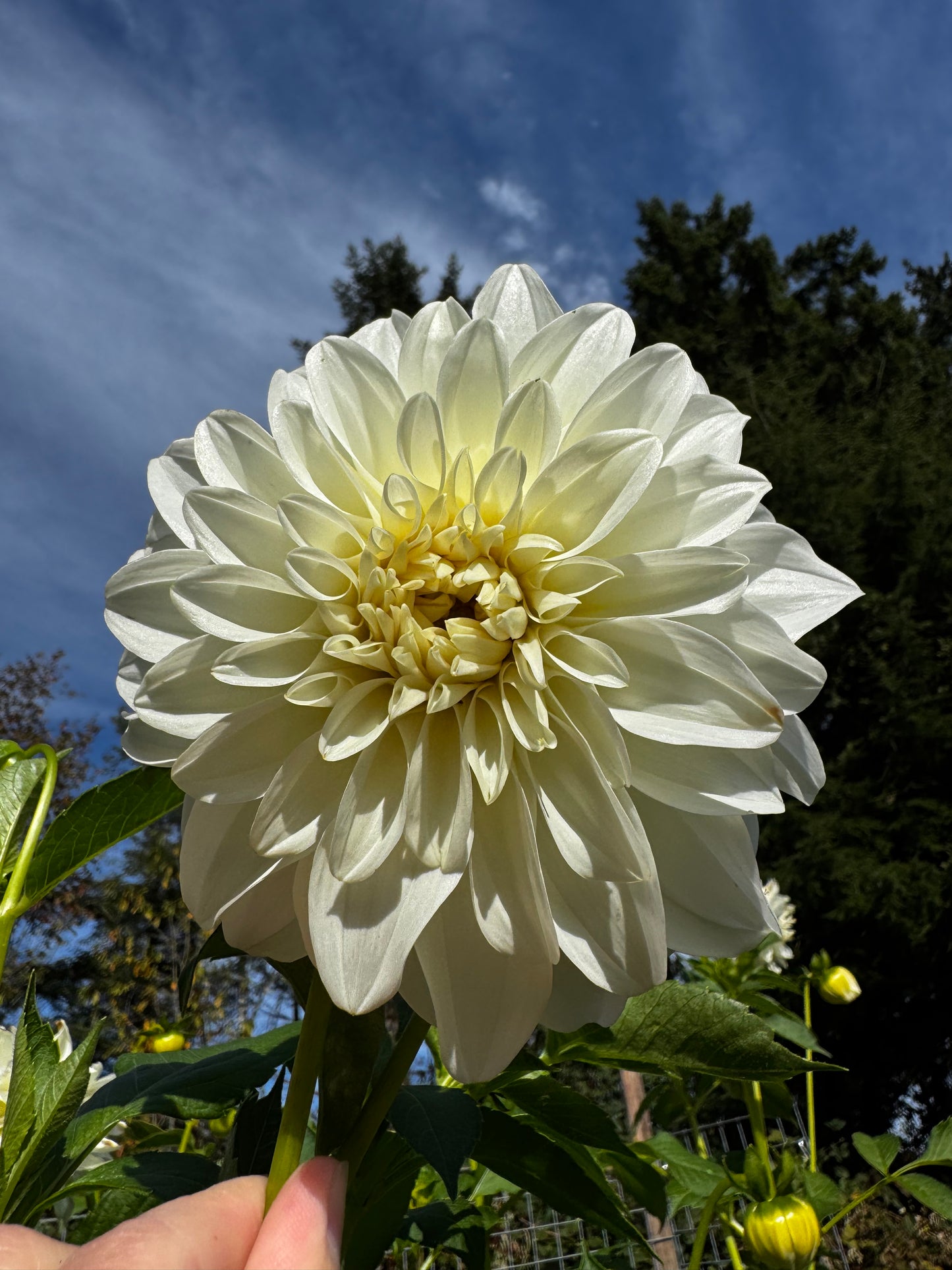 Lady Liberty Dahlia Tuber
