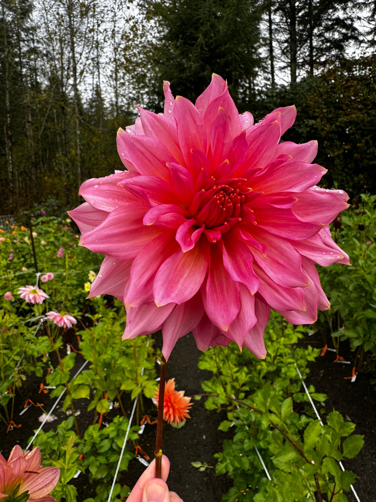 Islander Dahlia Tuber