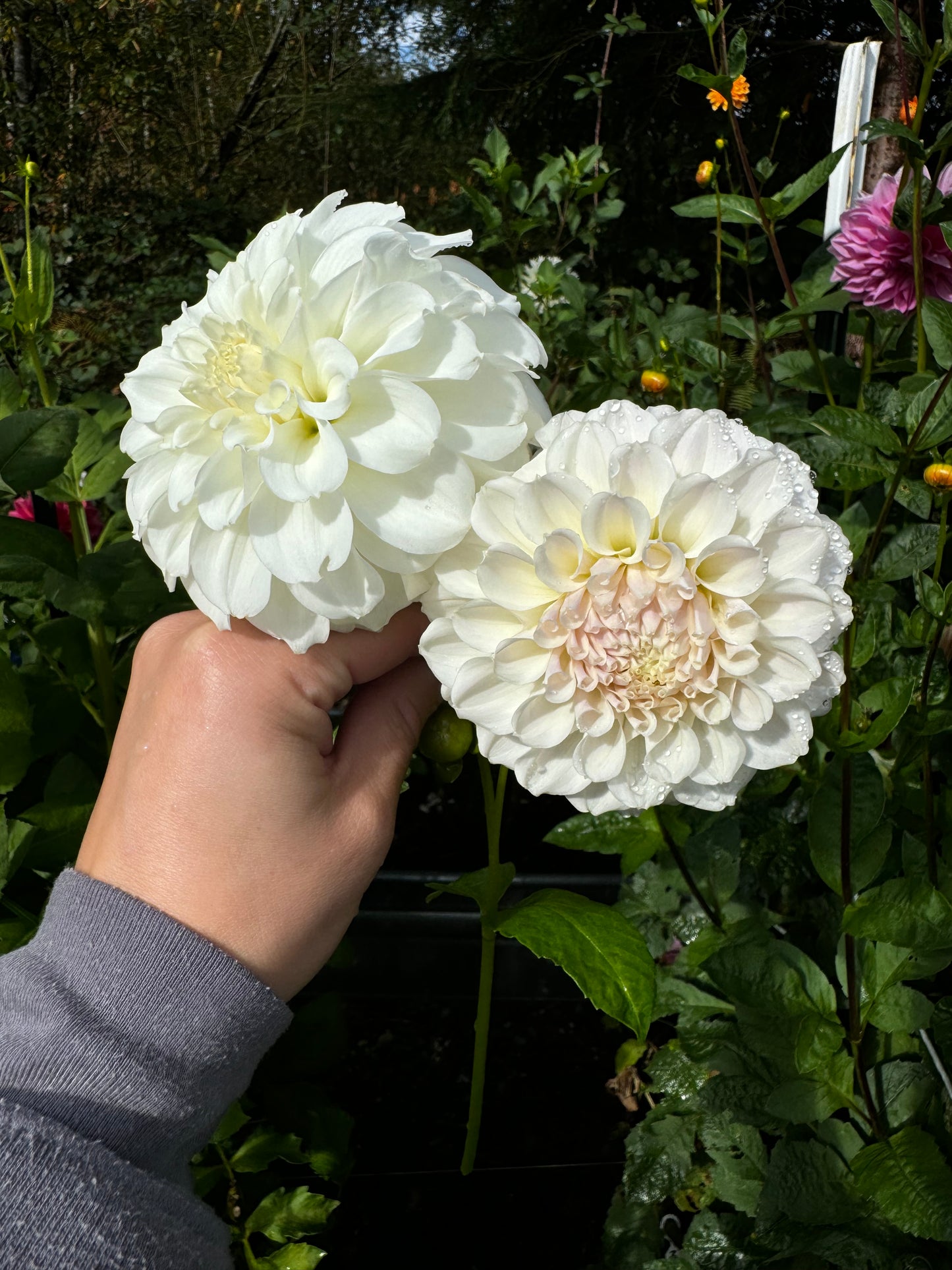 Irish Ruffles Dahlia Tuber