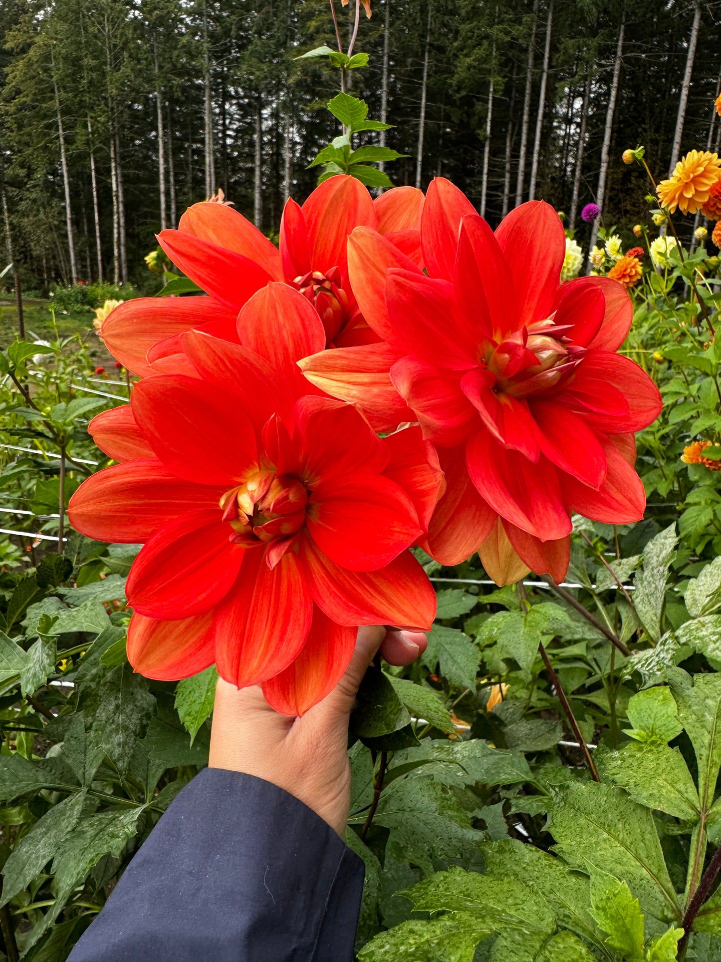 Patricia Ann’s Sunset Dahlia Tuber