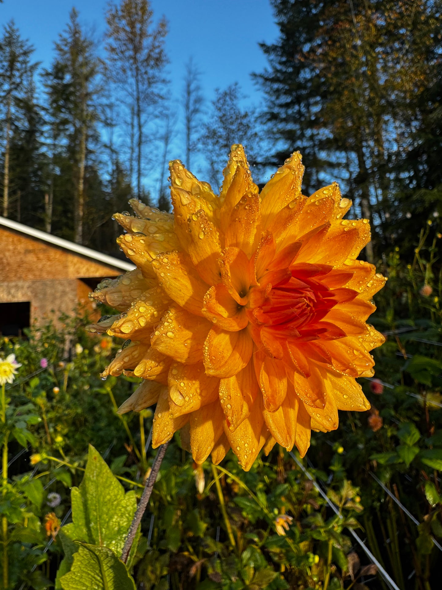 Clearview Louise Dahlia Tuber