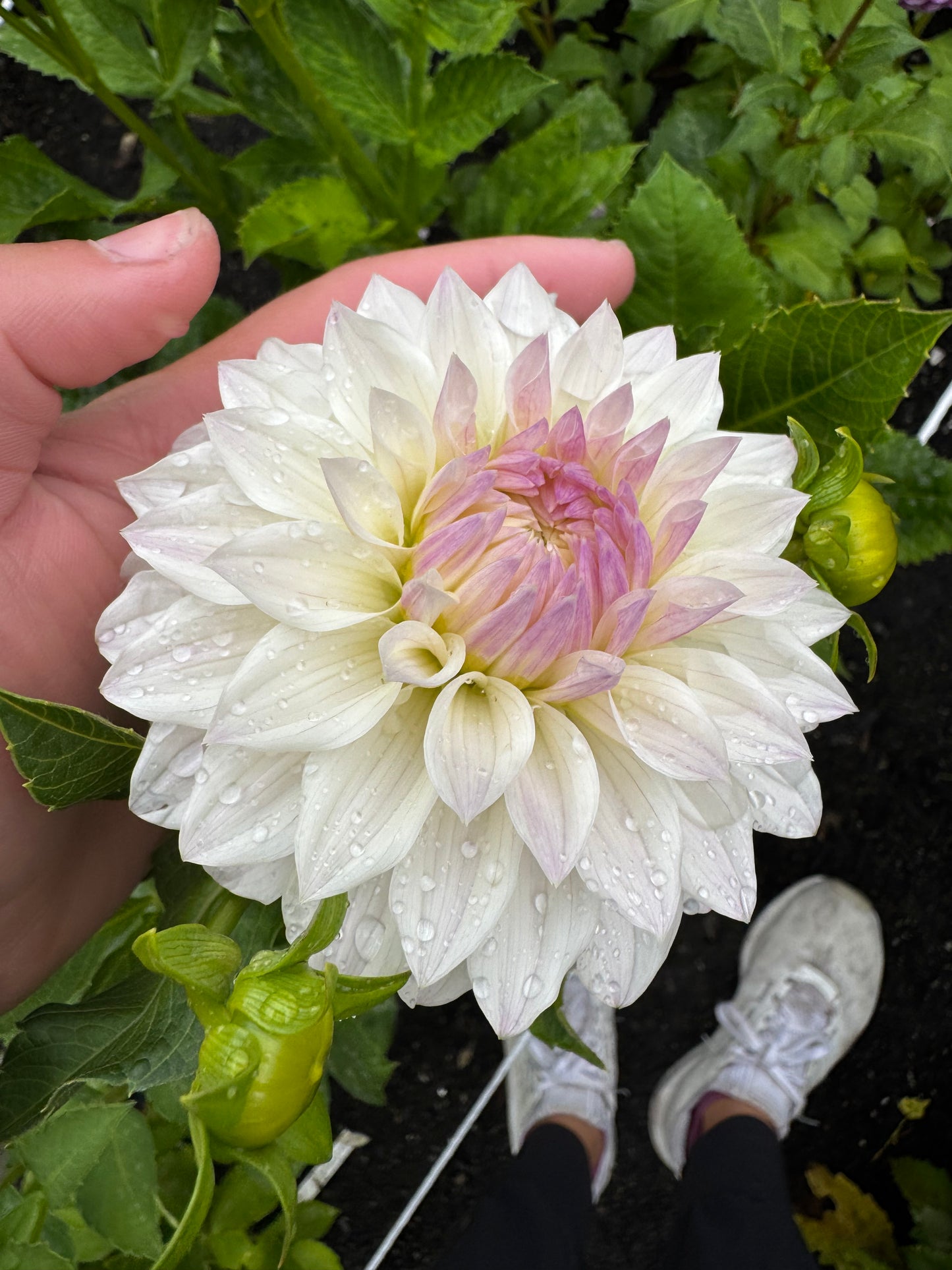 Bloomquist Compare Dahlia Tuber Limit 1