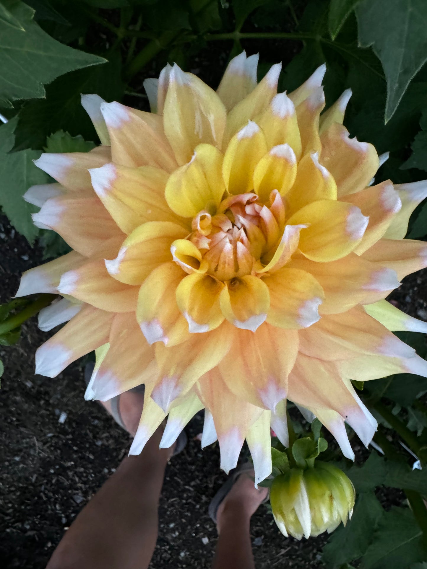 Seattle Dahlia Tuber