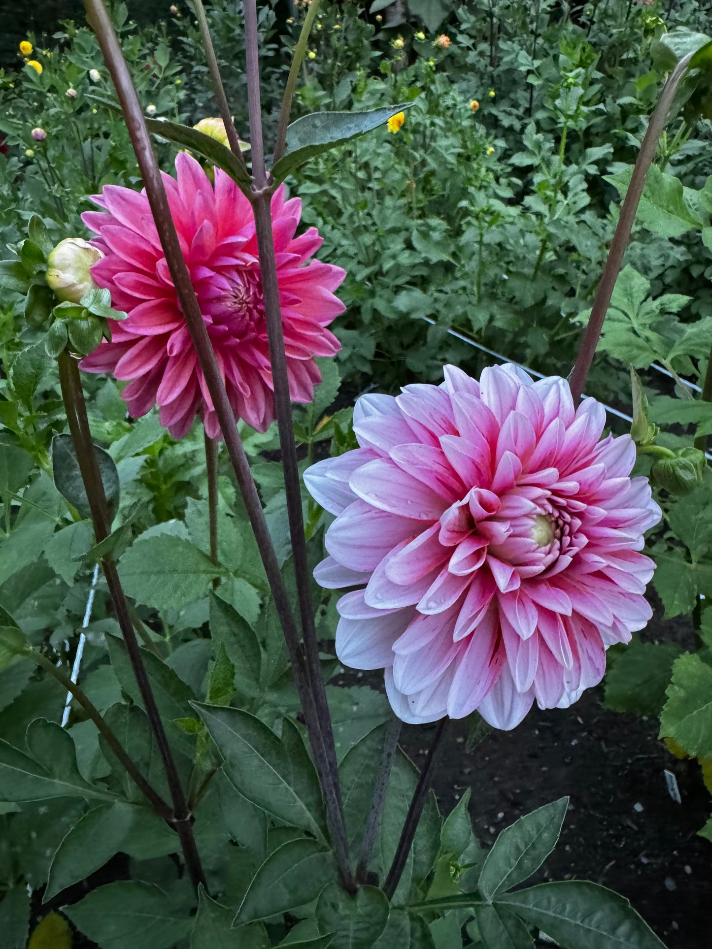 Strawberry Cream Dahlia Tuber