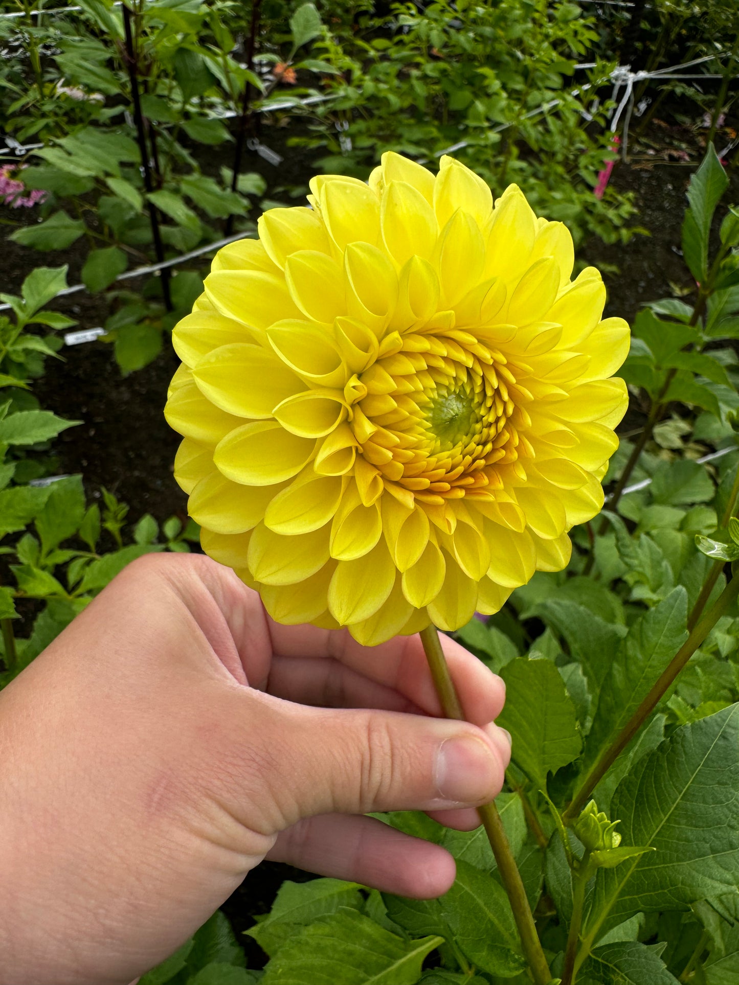 Mystery Yellow Dahlia Tuber