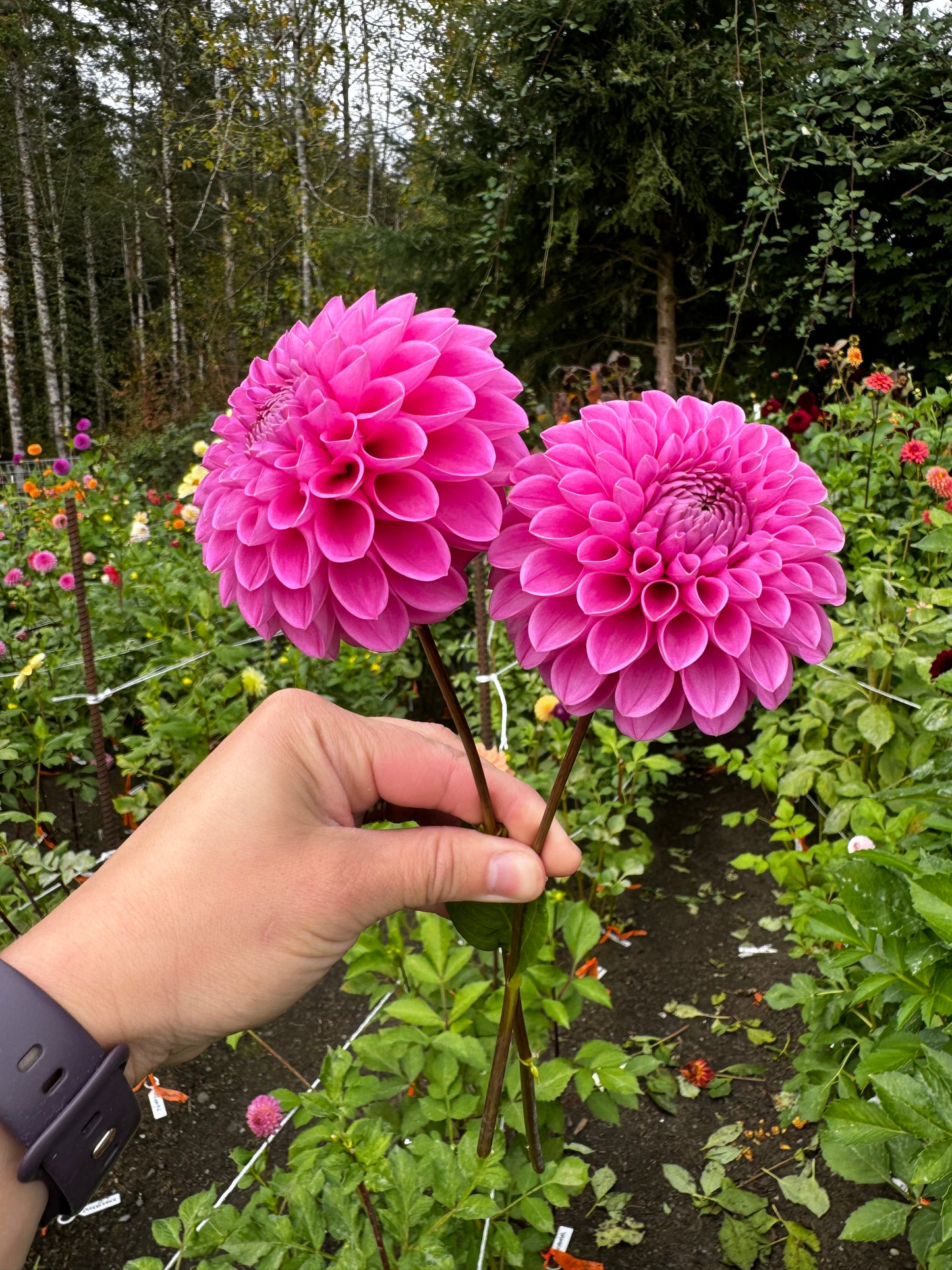 Mary’s Jomanda Dahlia Tuber