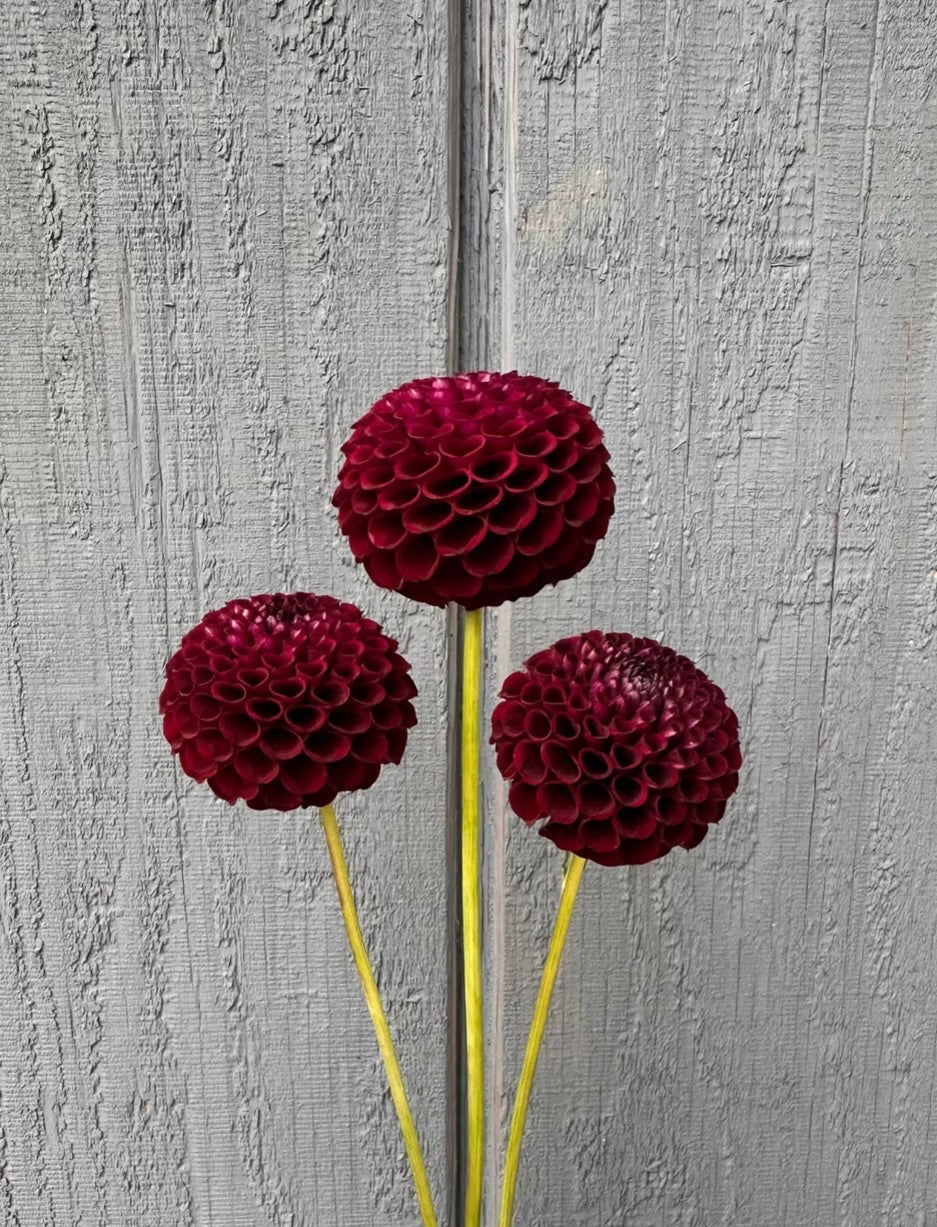 Glen Place Dahlia Tuber