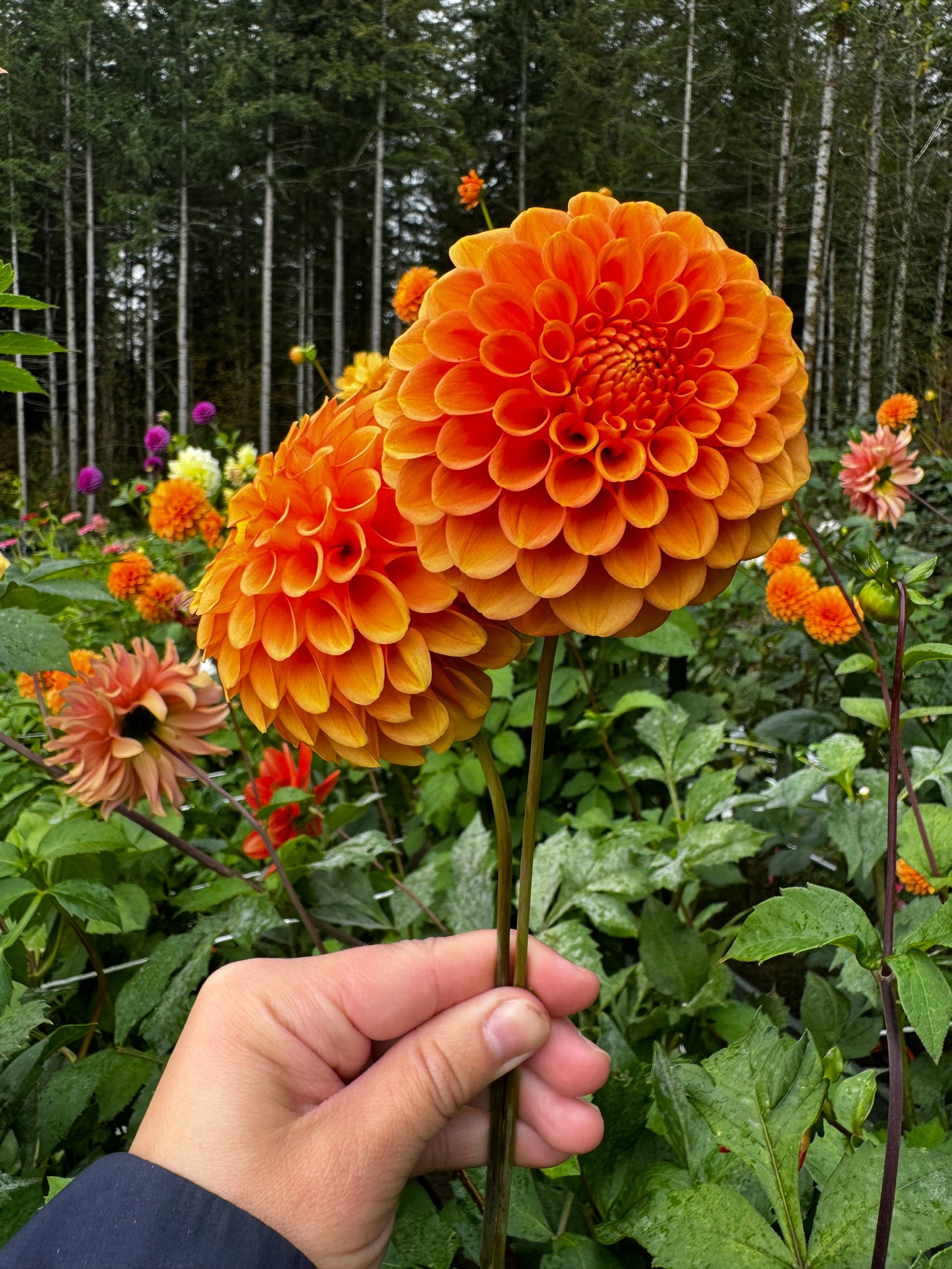 Camano Buz Dahlia Tuber
