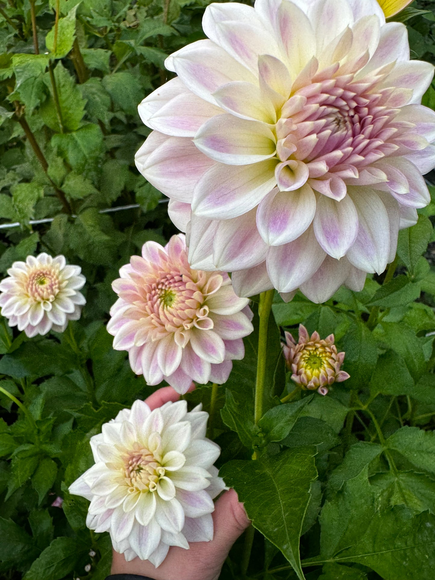 Quiet Splendor Dahlia Tuber