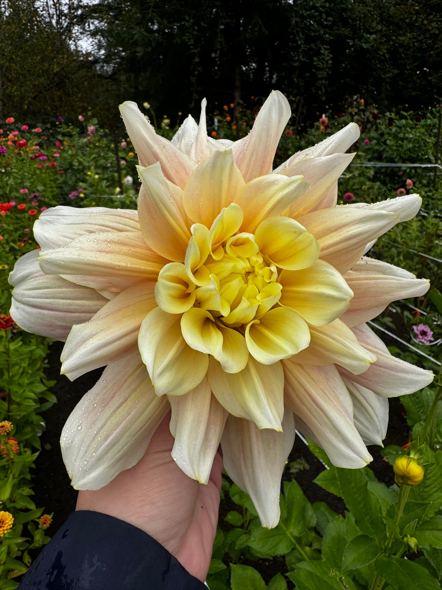 Breakout Dahlia Tuber