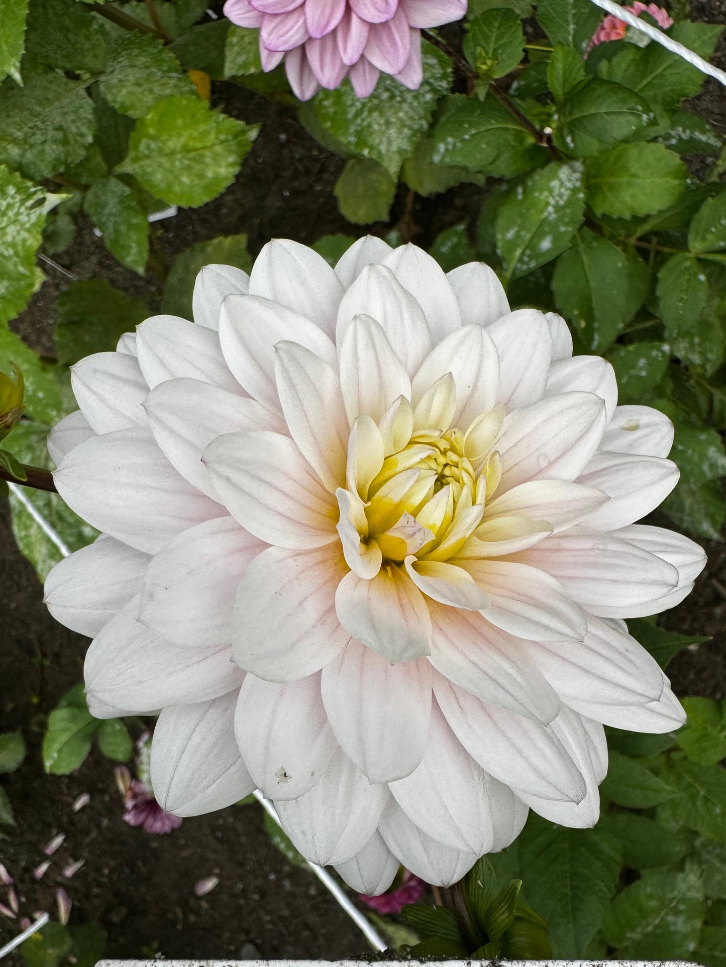 Silver Years Dahlia Tuber