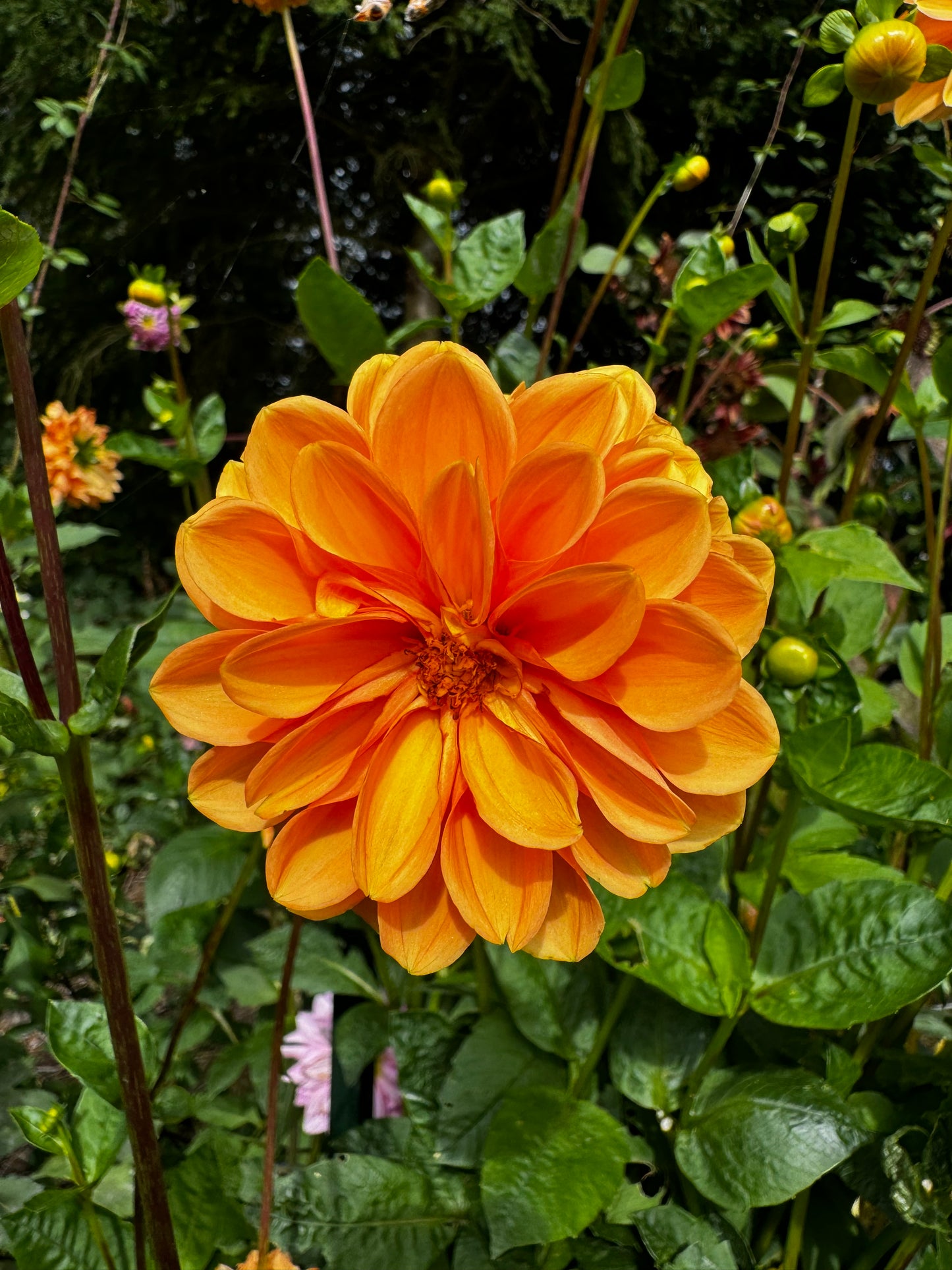 Coseytown Lions Mane Dahlia Tuber