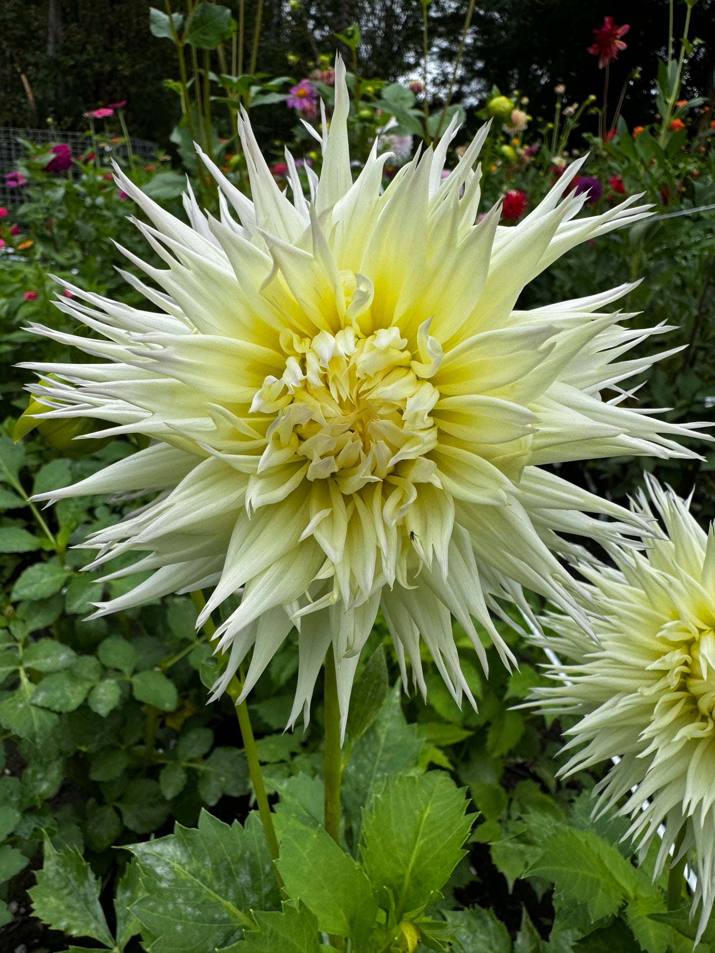 Kenora Spirit Dahlia Tuber