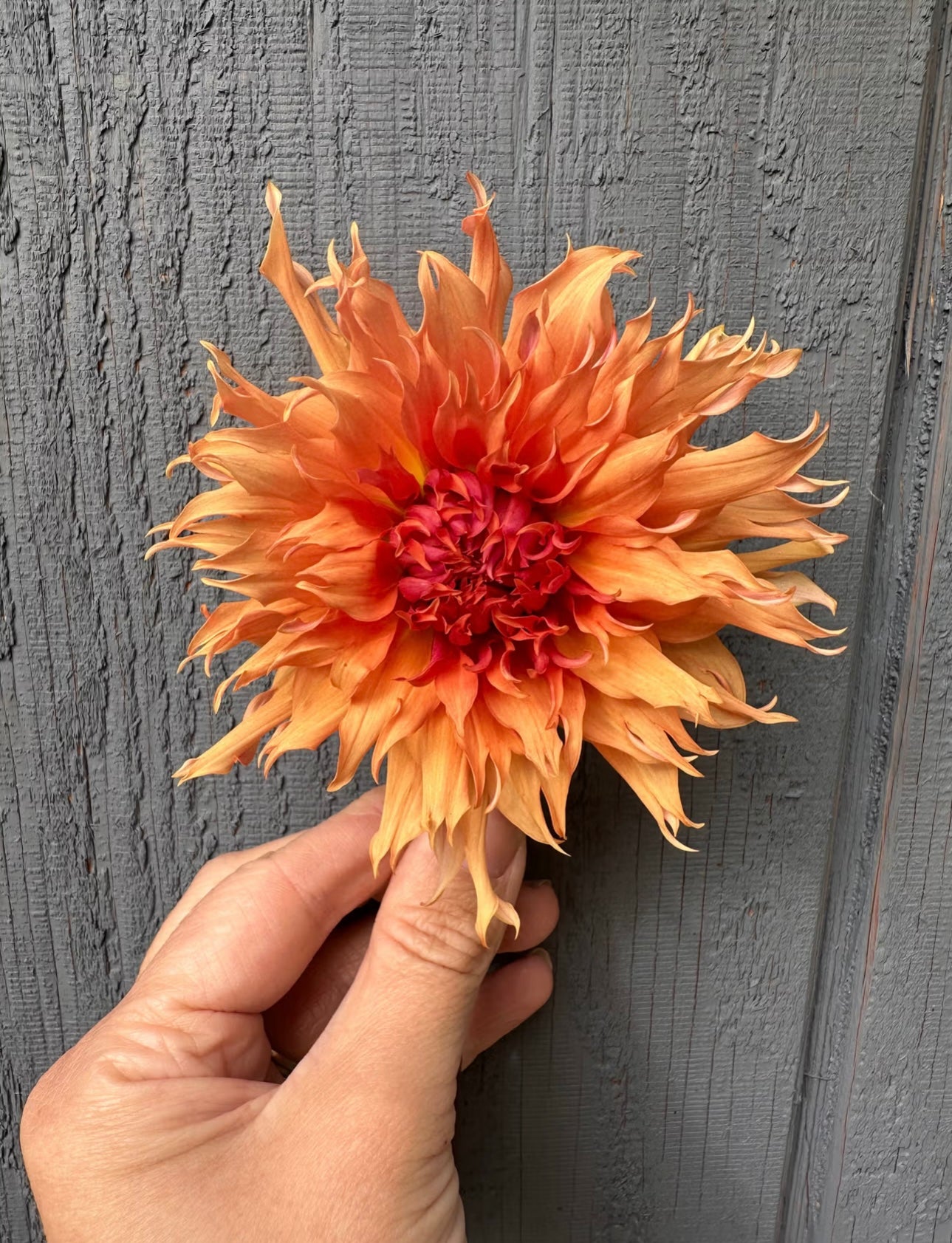 Terracotta Dahlia Tuber